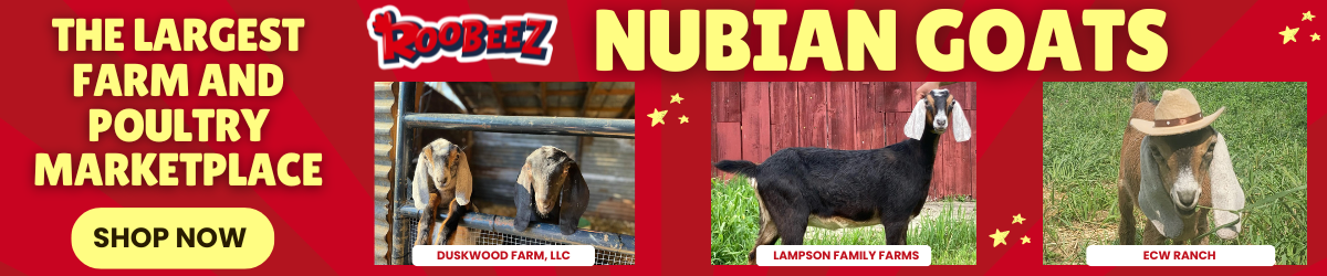 Nubian Goats: Ultimate Nubian Goat Guide — Roobeez