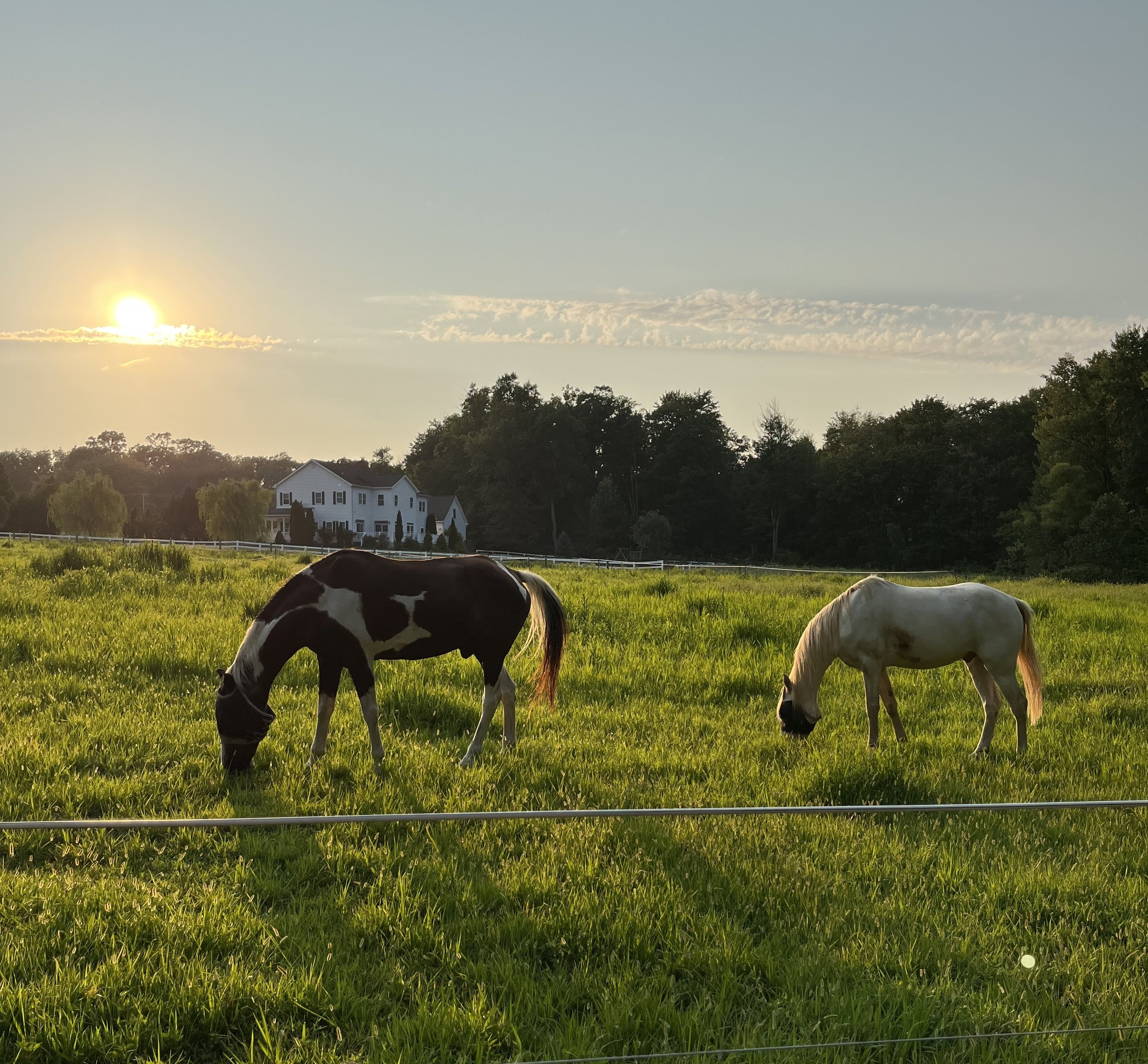 Arrow and Laz at sunset.jpg