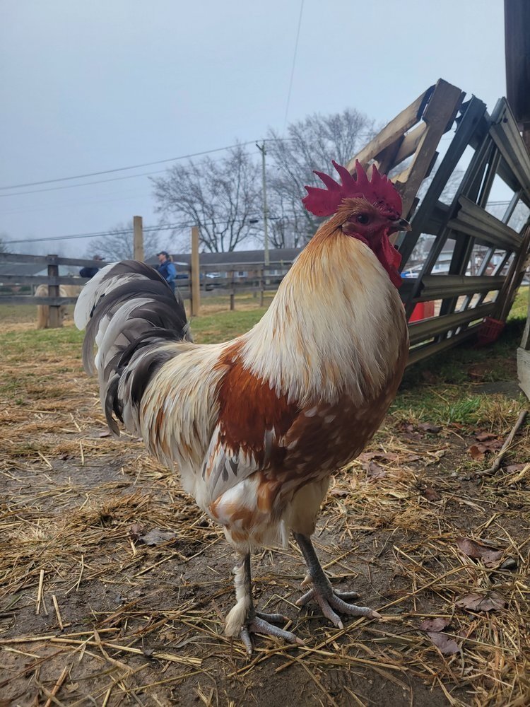Ricky the Rooster