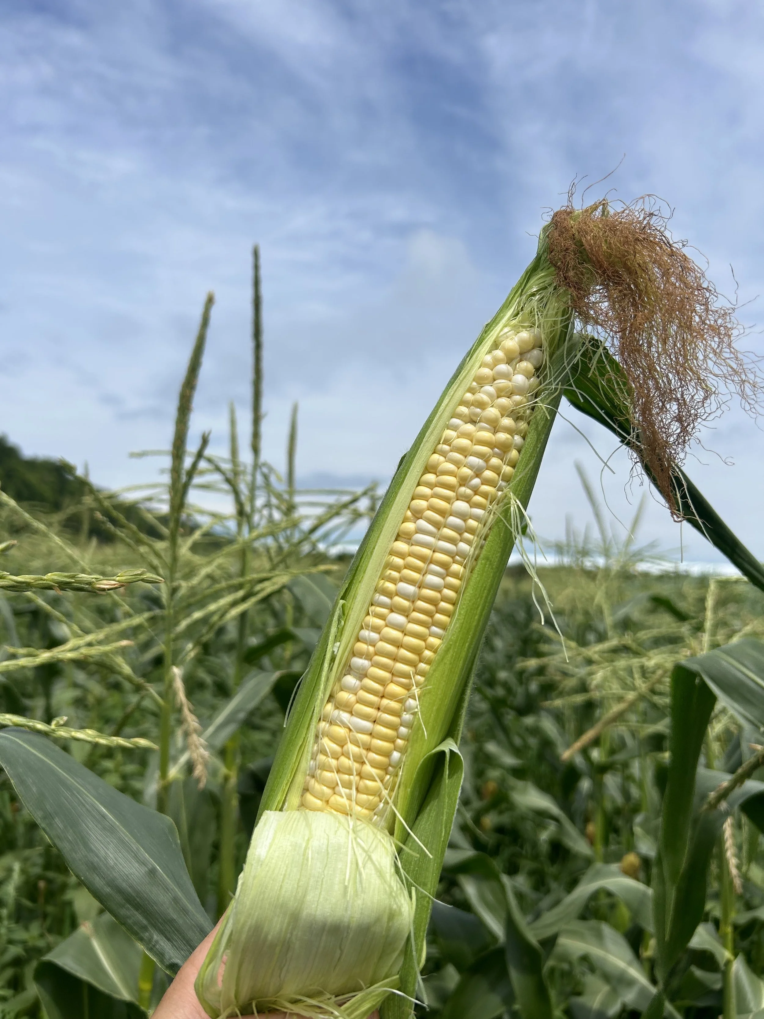 Sweet Corn