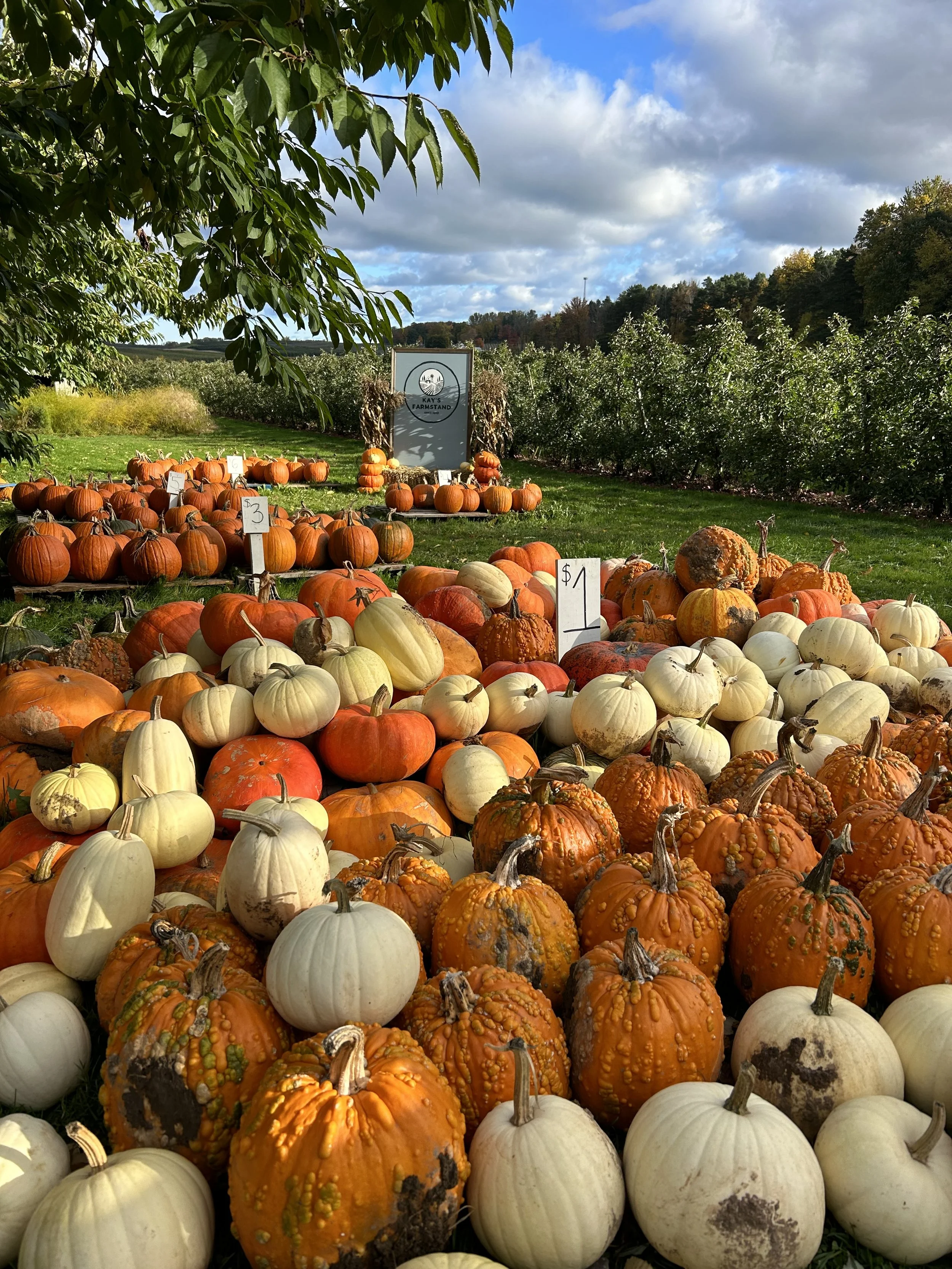 Pumpkins &amp; Winter Squash