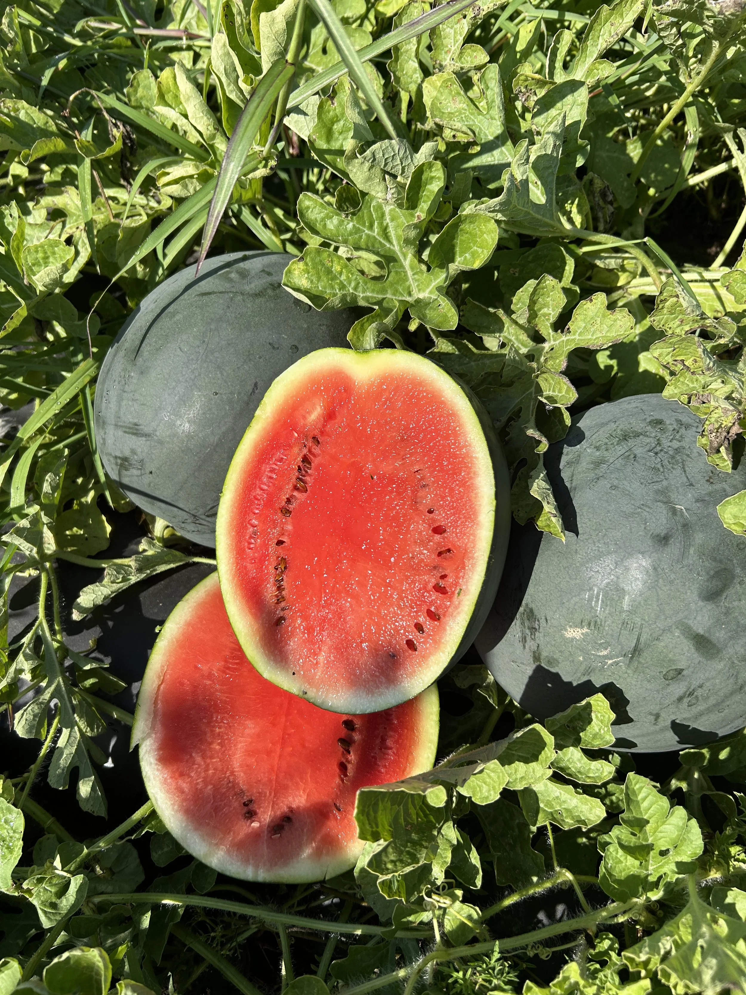 Watermelon &amp; Cantaloupe