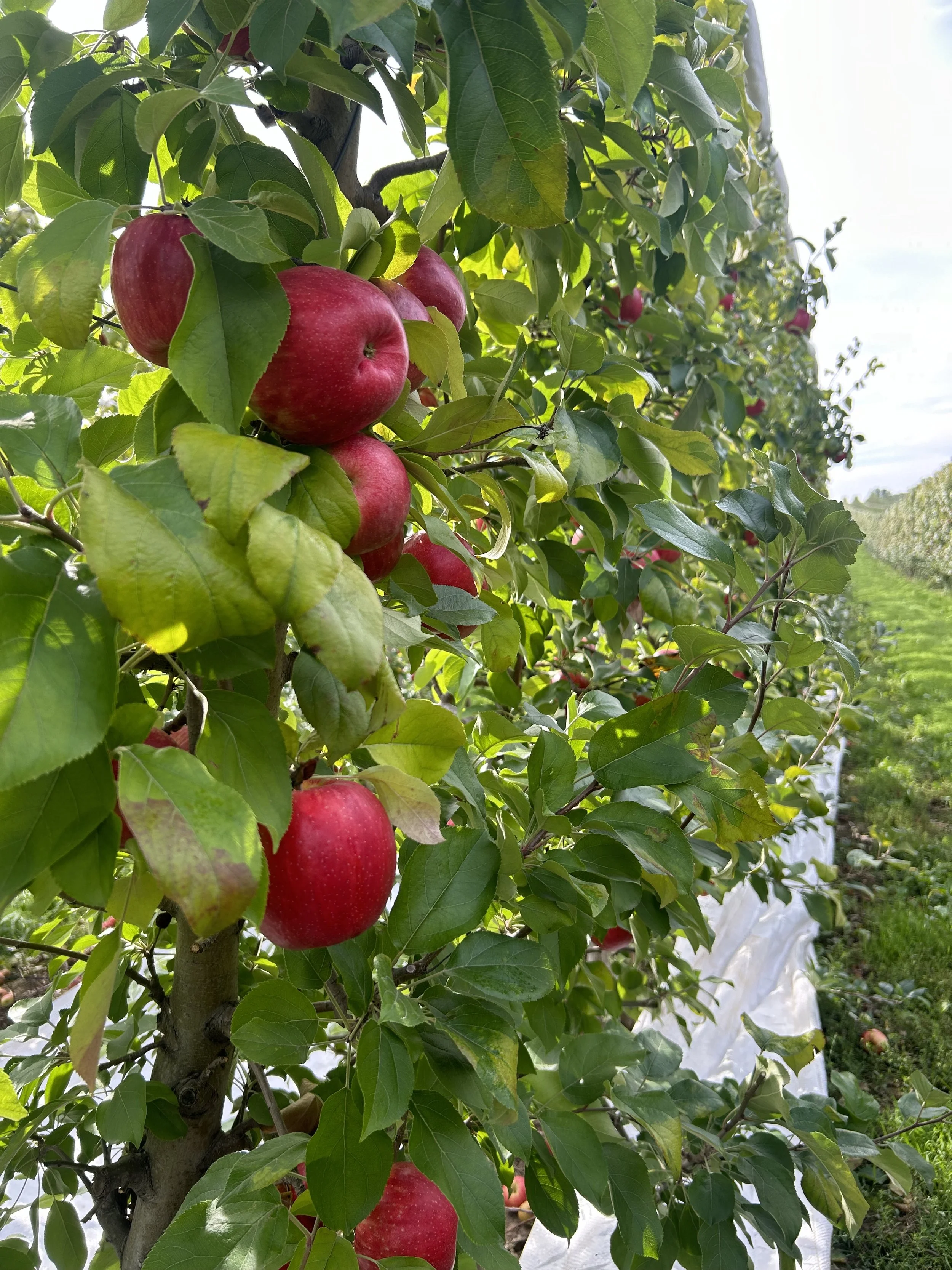 Apples