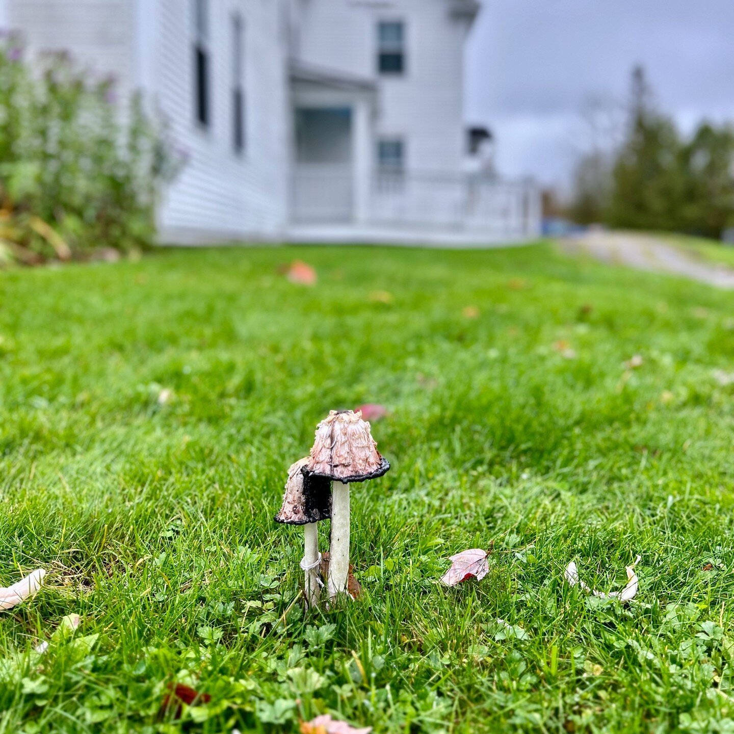 🍂 Uncover the Mysteries of Coprinopsis Atramentaria! 🍄 Commonly known as the inky cap, this edible but unique mushroom is just a glimpse into the world of fungi. At Sterling College, we're passionate about mycology and field-based ecology. Apply no