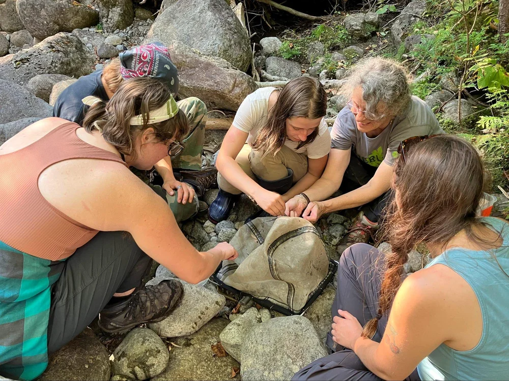 Students looking for Macroinvertebrates along Calamity Brook