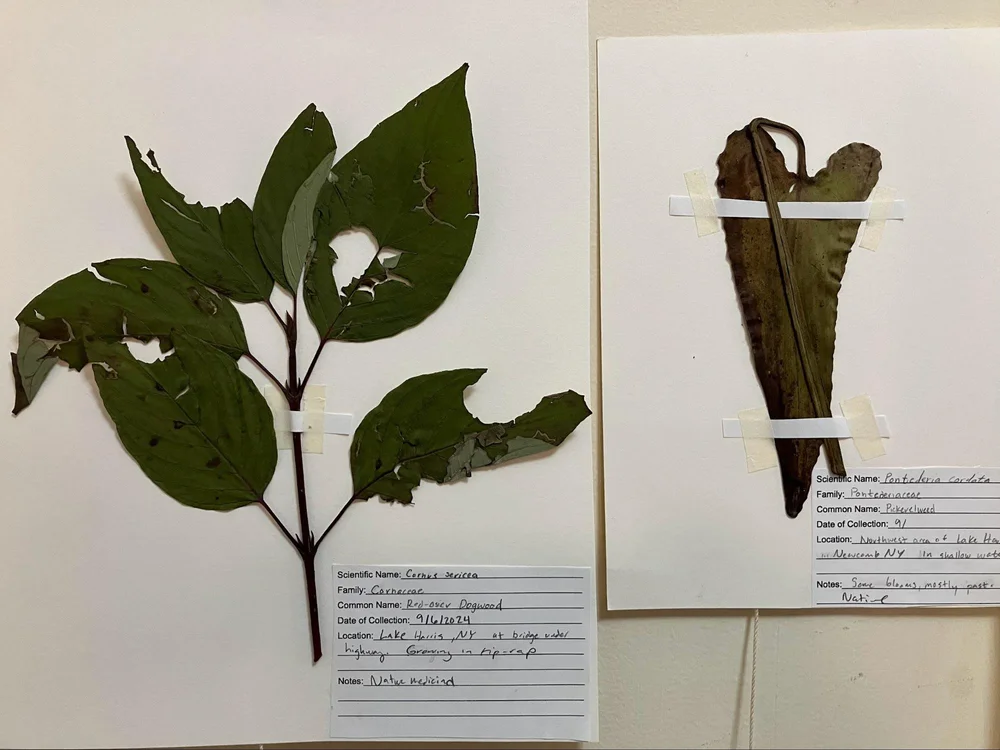 Karsen Ponzer, Botanical Pressing from Botany within the Hudson Watershed