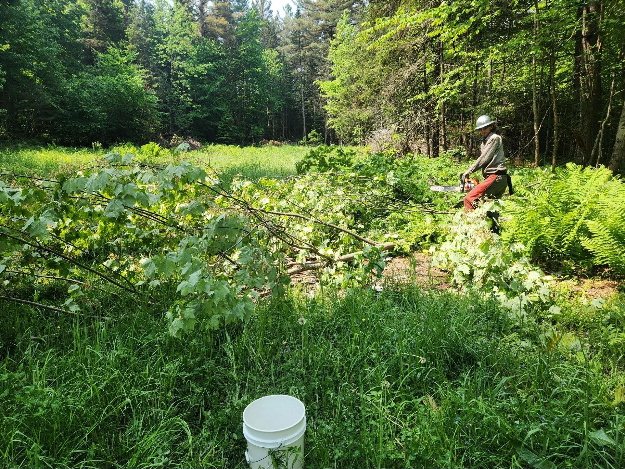 Reviving Vermont’s Ecosystems: Tree and Shrub Seed Collection for Biodiversity Restoration