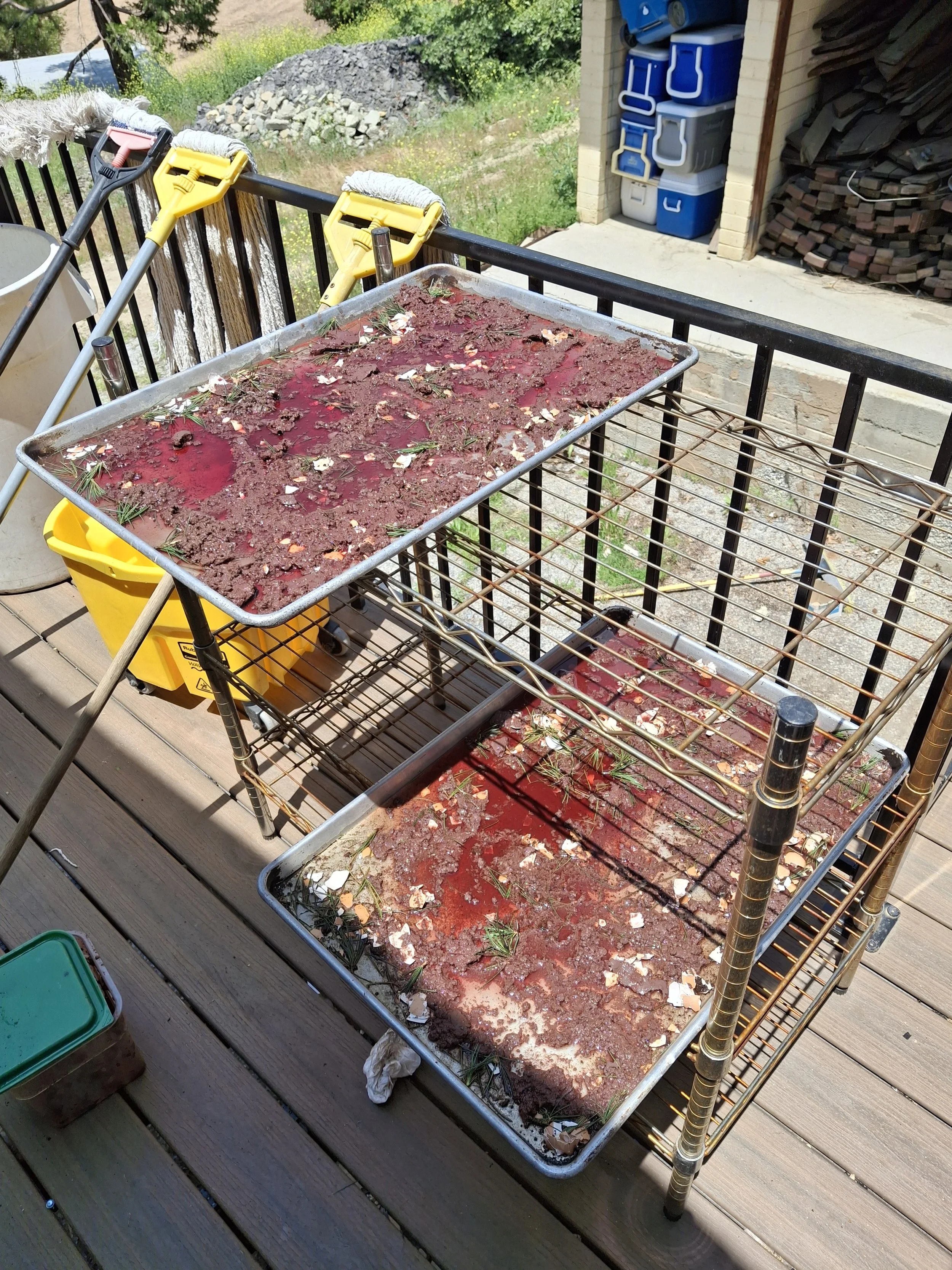 ���Ǻ��� Student Dot Deininger creates Blood Meal