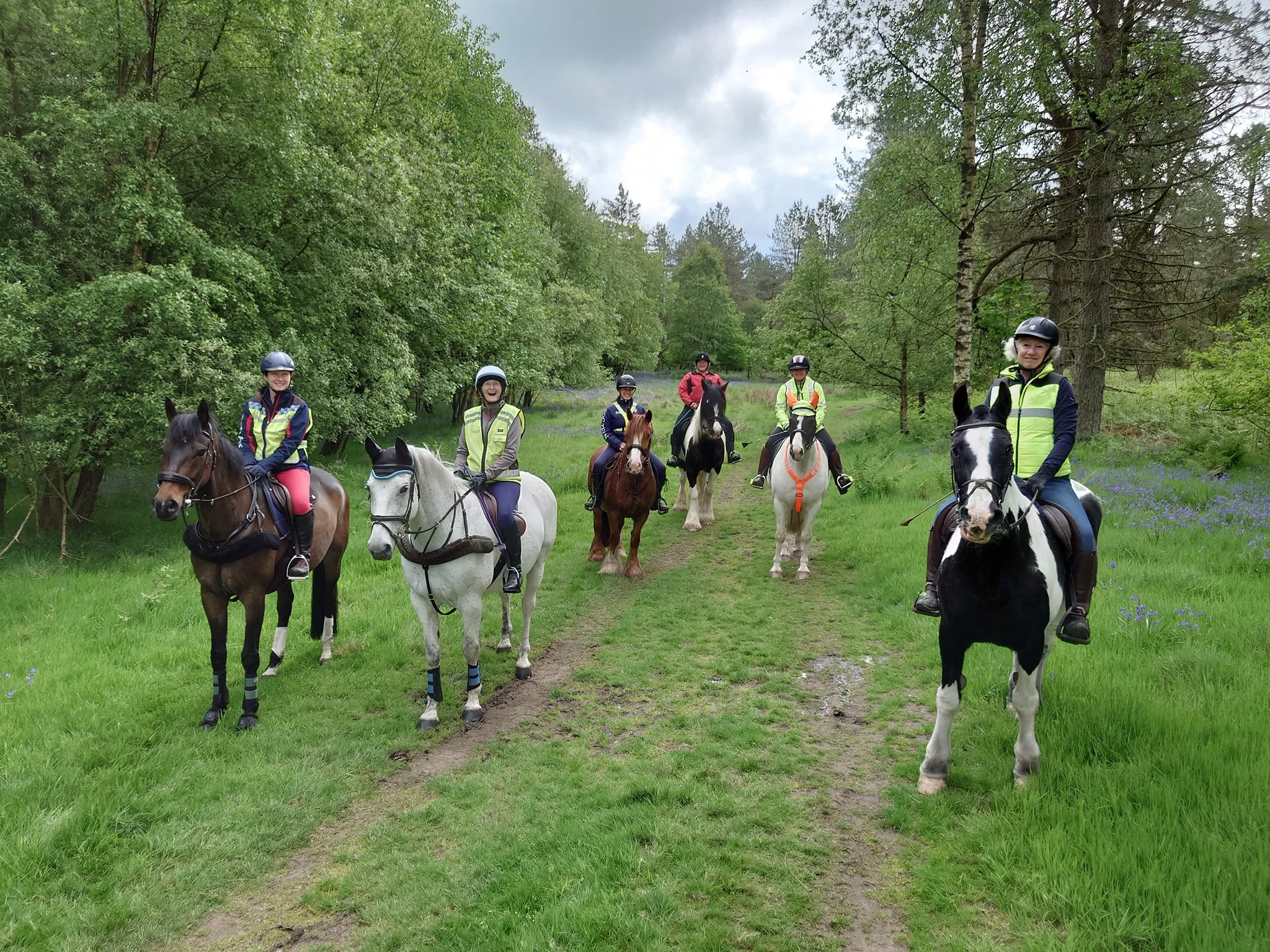 bluebells in the woods.jpg