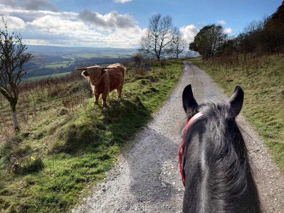 longstone highland.jpg