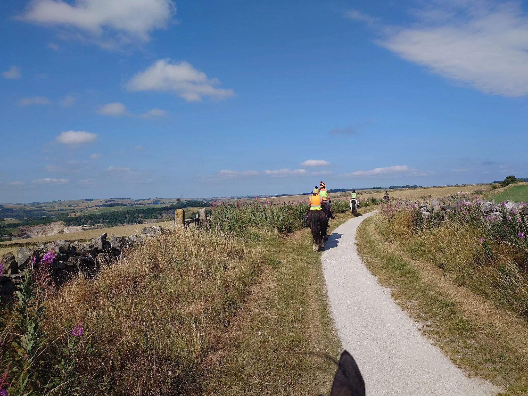 trail daisy bank.jpg