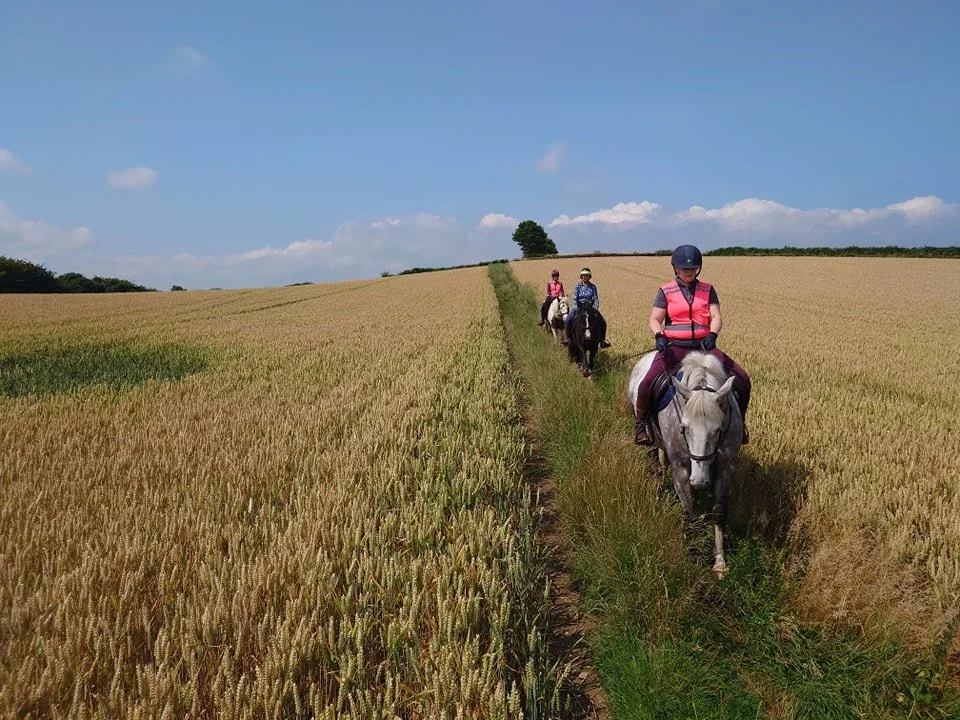 linacre corn field.jpg