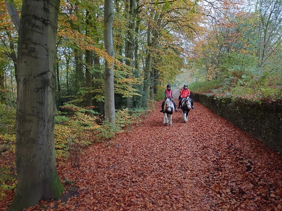linacre woods autumn.jpg