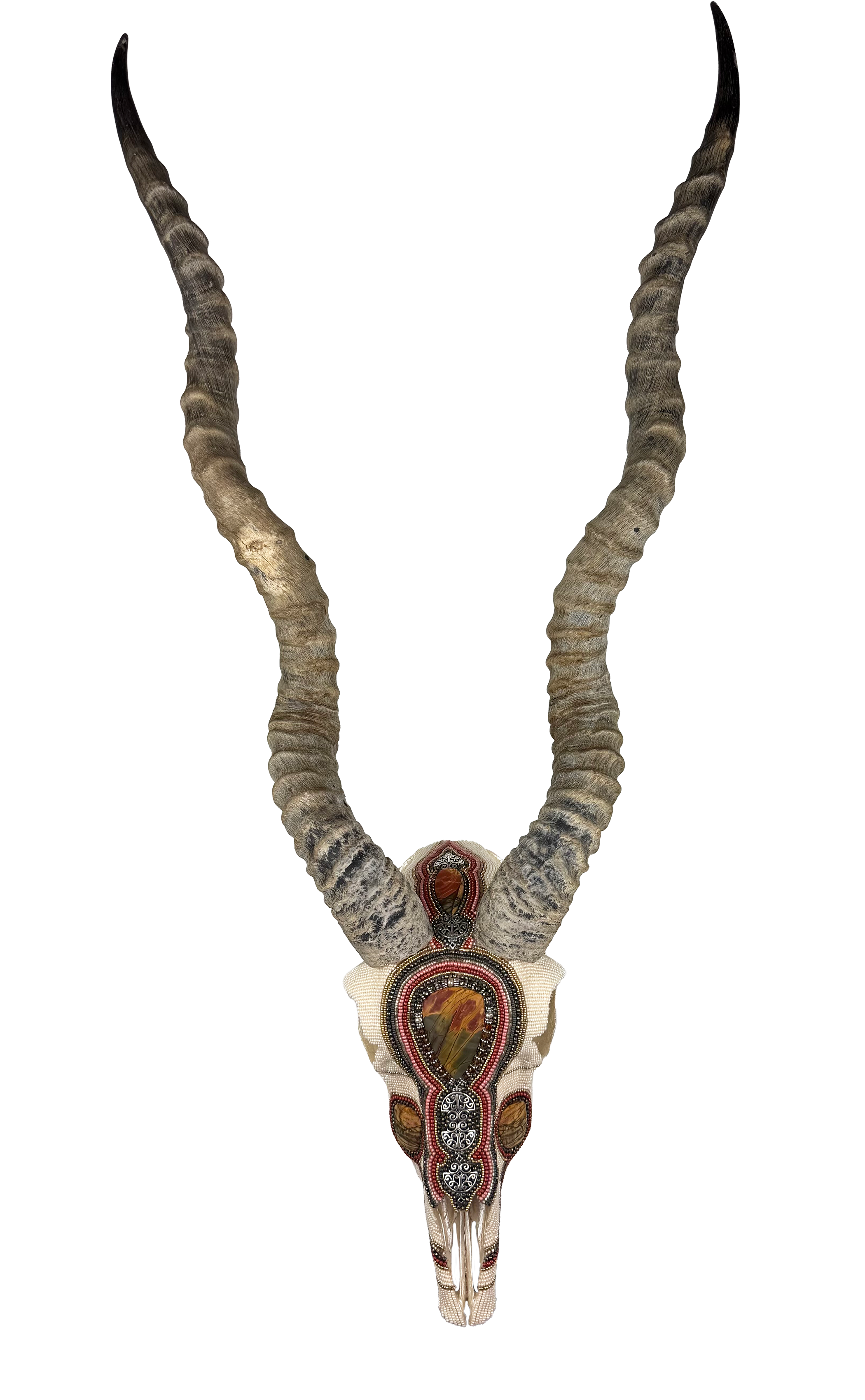 Picture Jasper Blackbuck