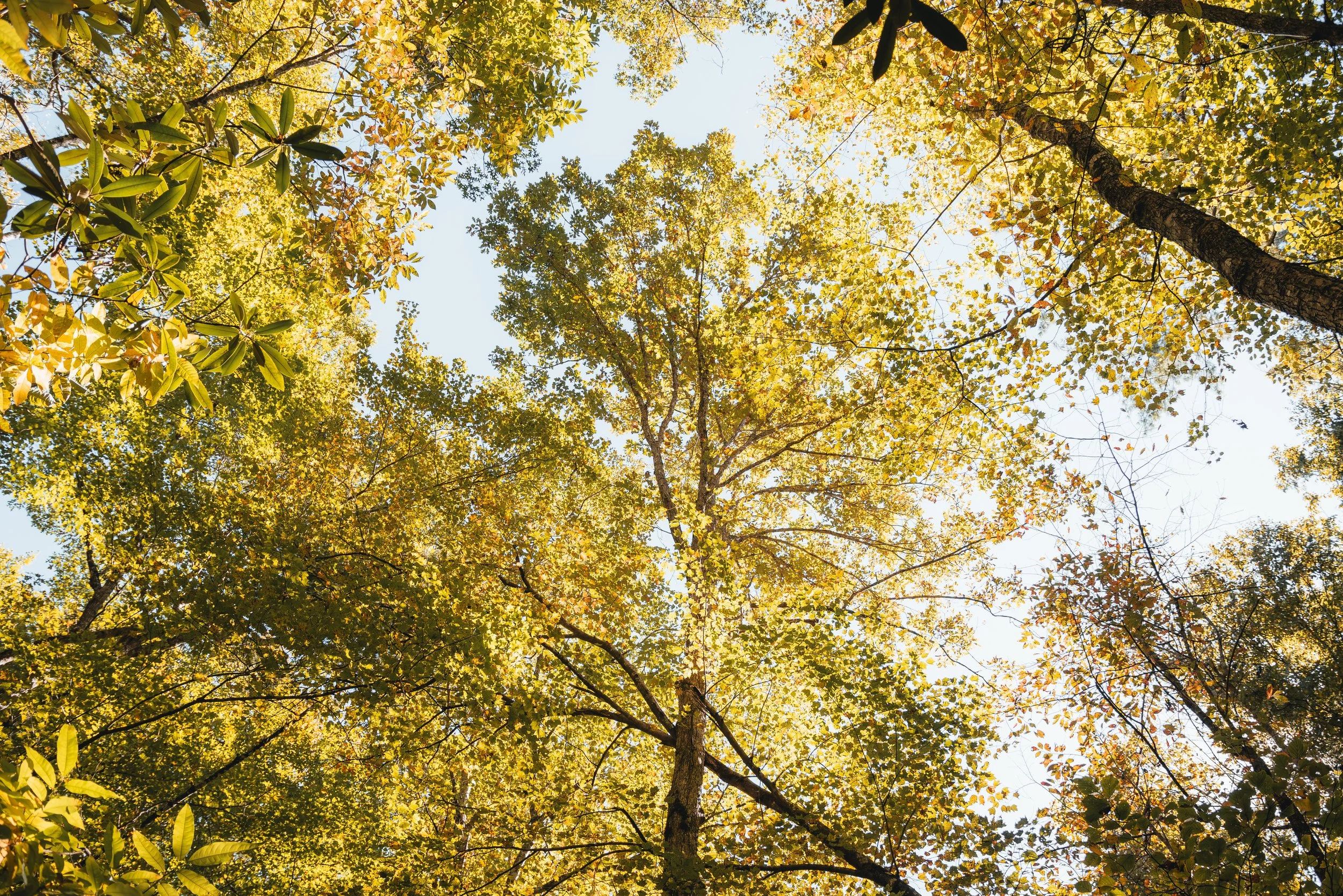i.ben.weaver_cadescove24-2.jpg