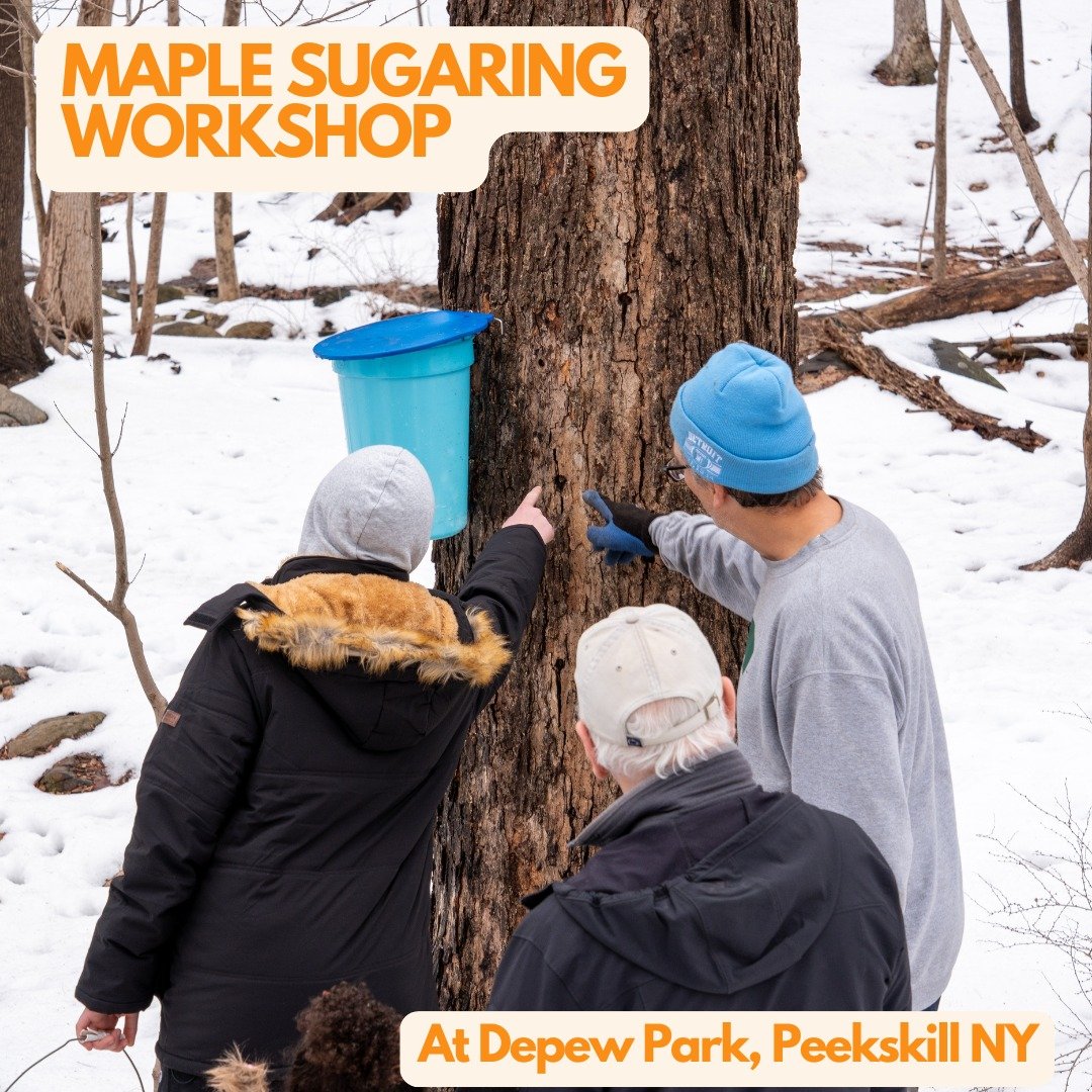 From trees to table! 🍁 Adjacent to a brand-new trailhead NCP helped create last fall, city dwellers experienced the natural rhythms of late winter in Peekskill&rsquo;s Depew Park. ❄️ Over the course of February, local residents participated in a map