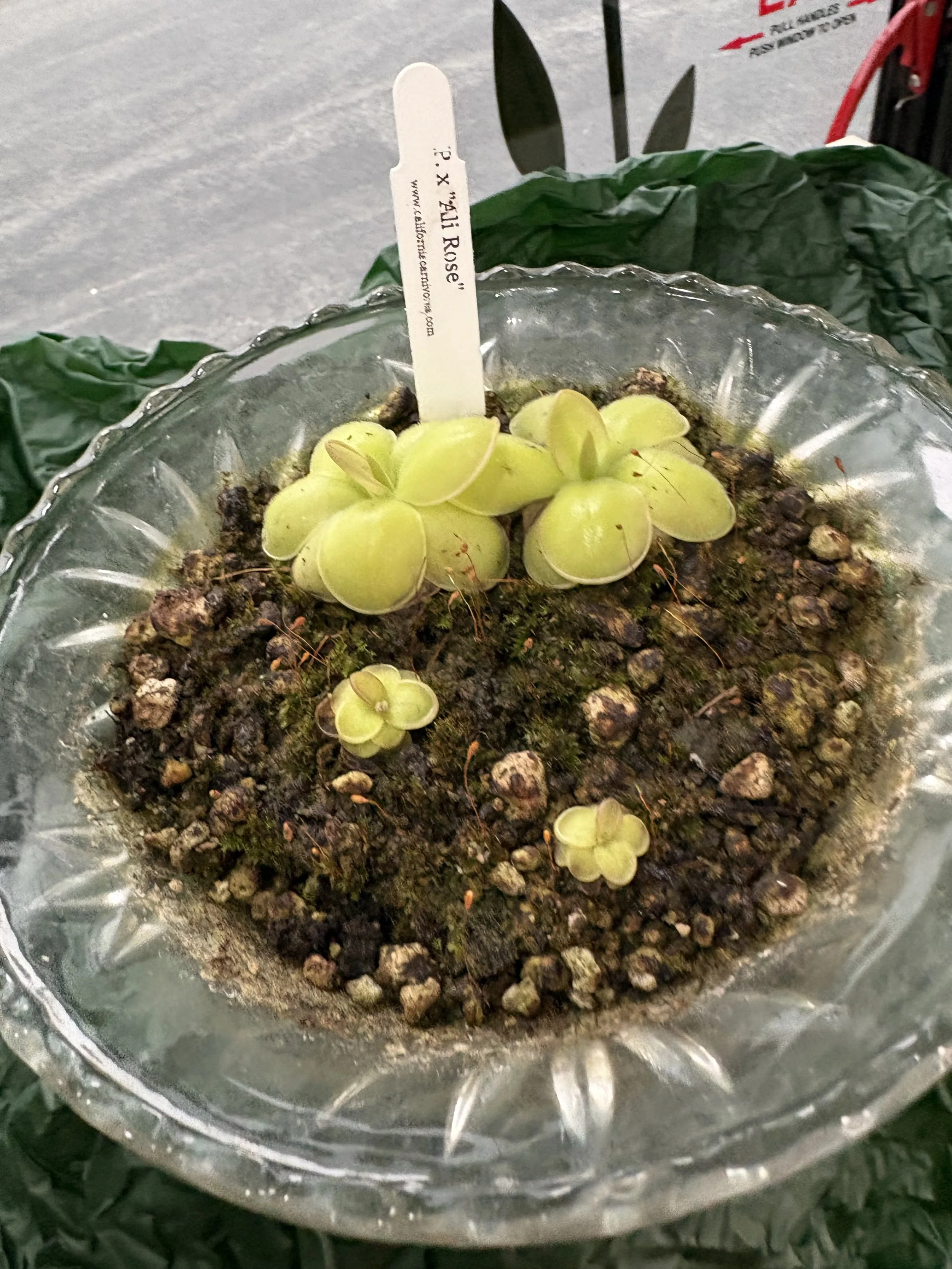 What a great tour everyone had on the Botanical bus regarding Carnivorous Plants at Rally day