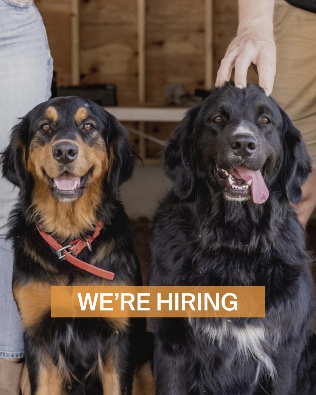 Must love dogs.⁠
⁠
Multiple positions available. ⁠
⁠
We:⁠
- Are Living Wage Certified⁠
- Offer competitive wages⁠
- Offer travel / mileage reimbursements, Extended benefits, health and tool allowances, and education financial assistance⁠
- Most of al