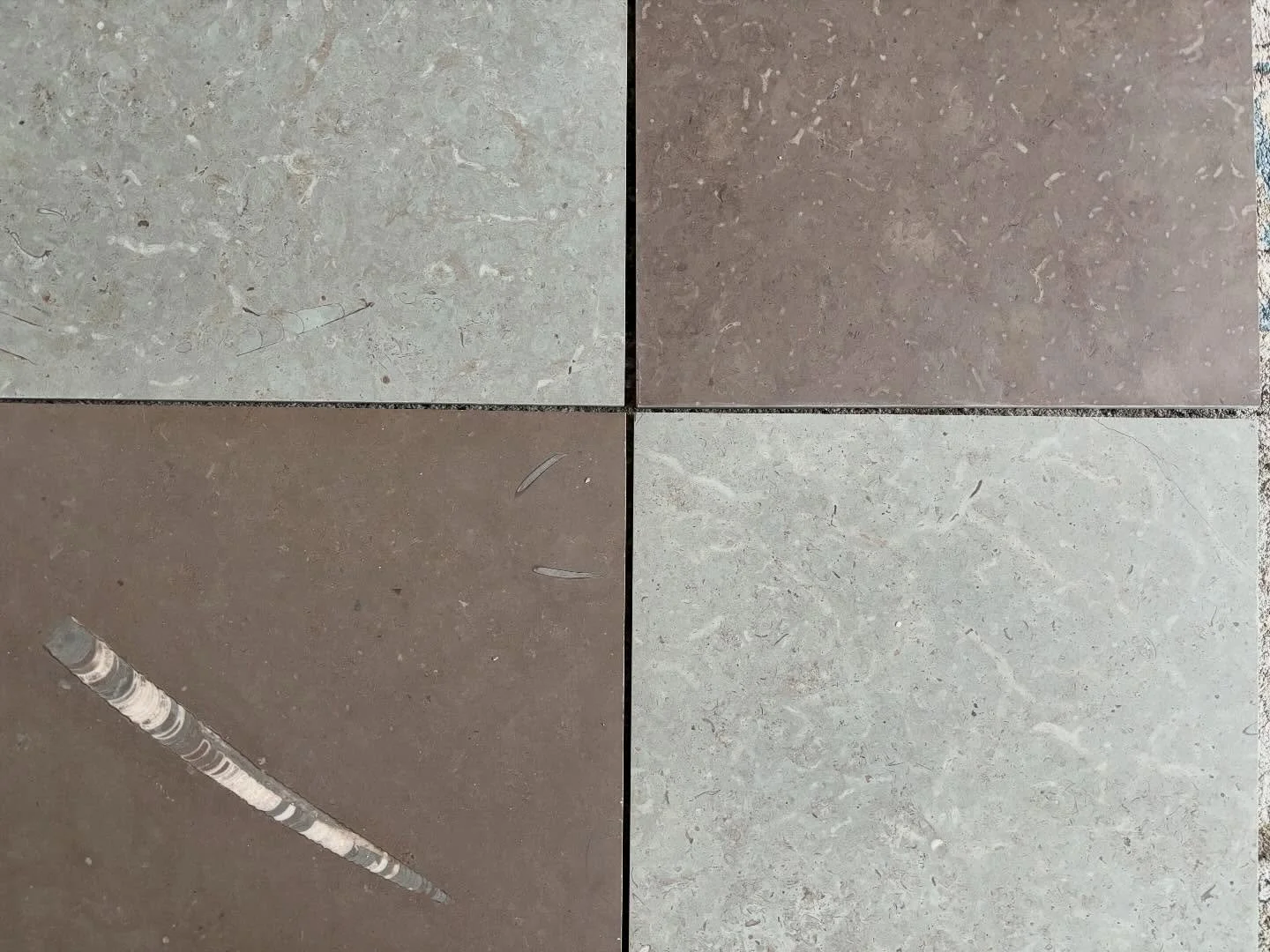 Look at this amazing fossile! New Swedish lime stones in 2 colors 🤩🤩🤩