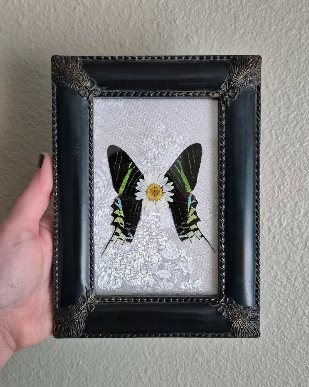 DALLAS! Are you a fan of entomology? Then you're in luck, because @burntandpinned will be setting up with us Saturday, March 14th, for our Dallas show! They'll be offering their handmade wood-burned art, sustainably sourced entomology art &amp; curio
