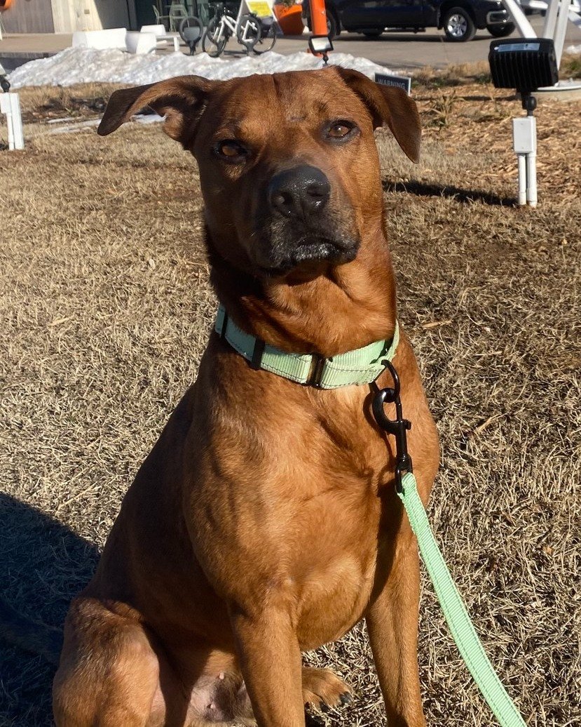 NORTHWEST ARKANSAS! If you're searching for a new BFF, then look no further; we're so excited to have Best Friends Animal Society partnering with us for our Rogers event! Best Friends is excited to share information about their adoptable pets, progra