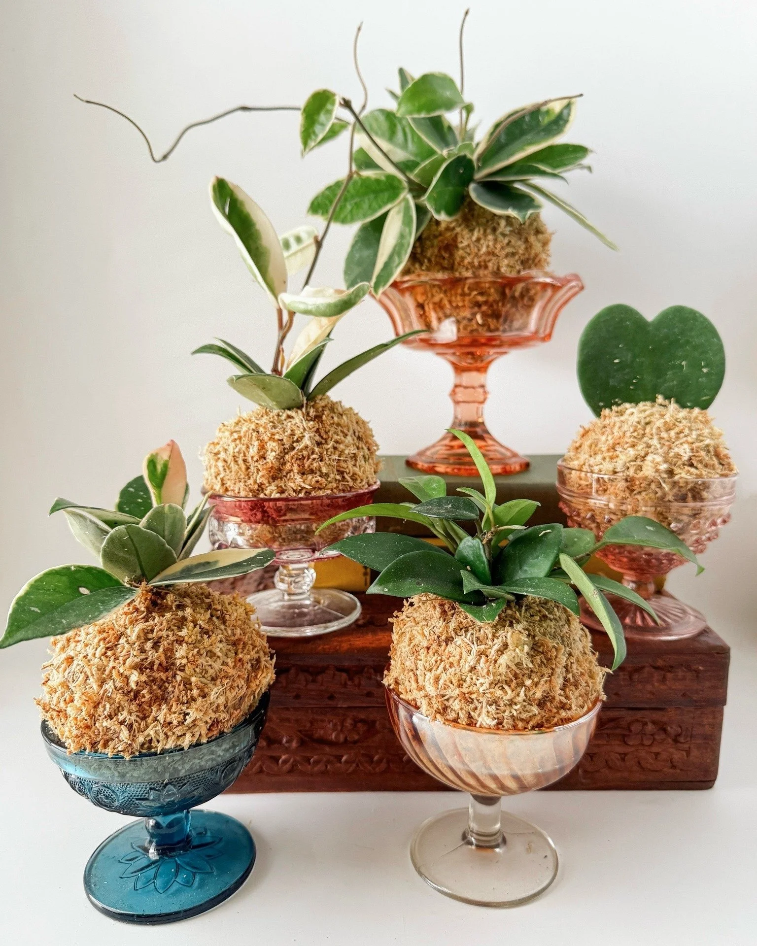 Calling all plant-lovers in NWA! @pinkfernplantco will be setting up with us THIS SATURDAY, March 28th, and we can't wait! Pink Fern specializes in curated vintage decor and potted plants with a focus on sustainability; if you're looking for the perf