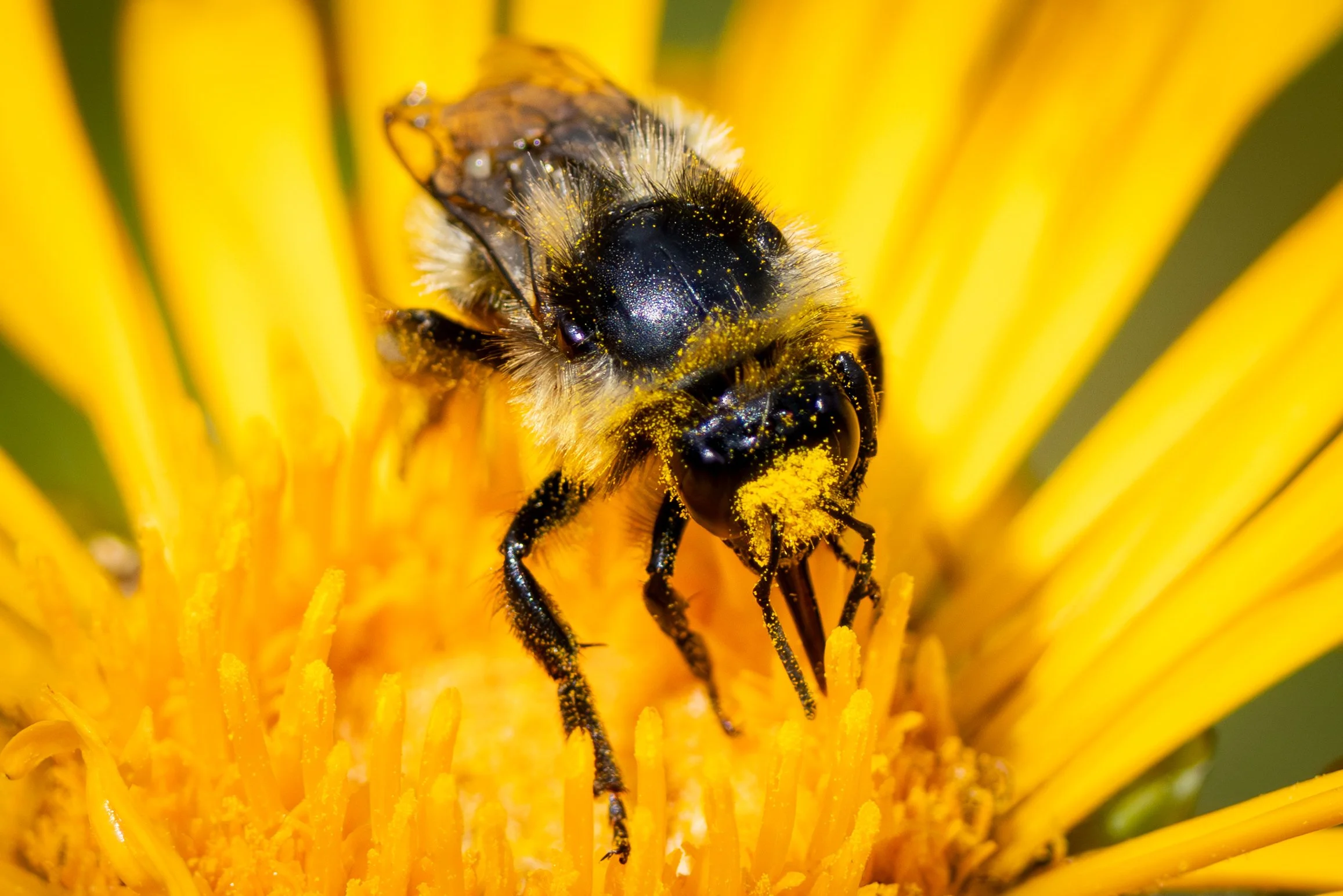 x-pollen-bee-9485.jpg