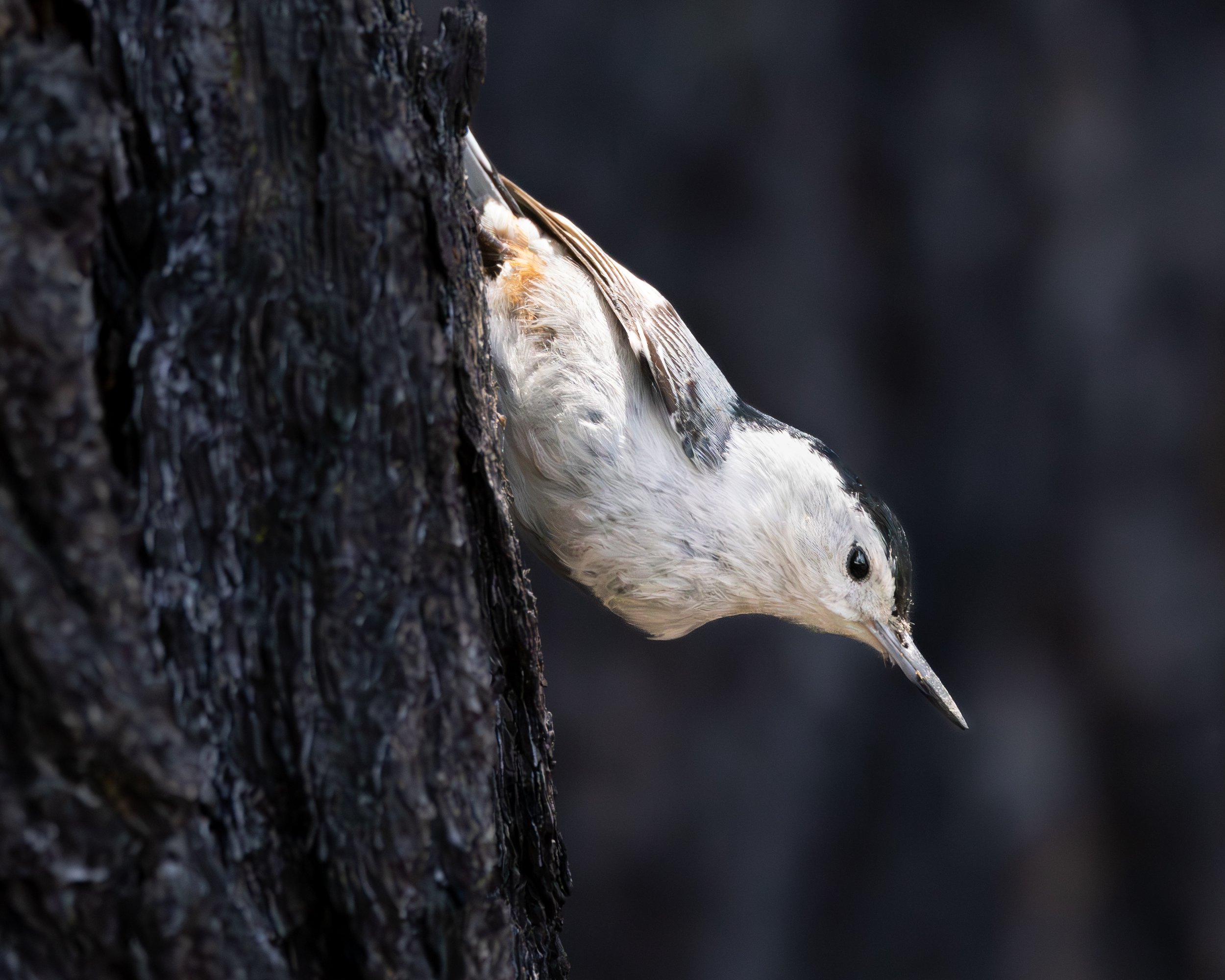 x-white-chested-nuthatch-4493.jpg