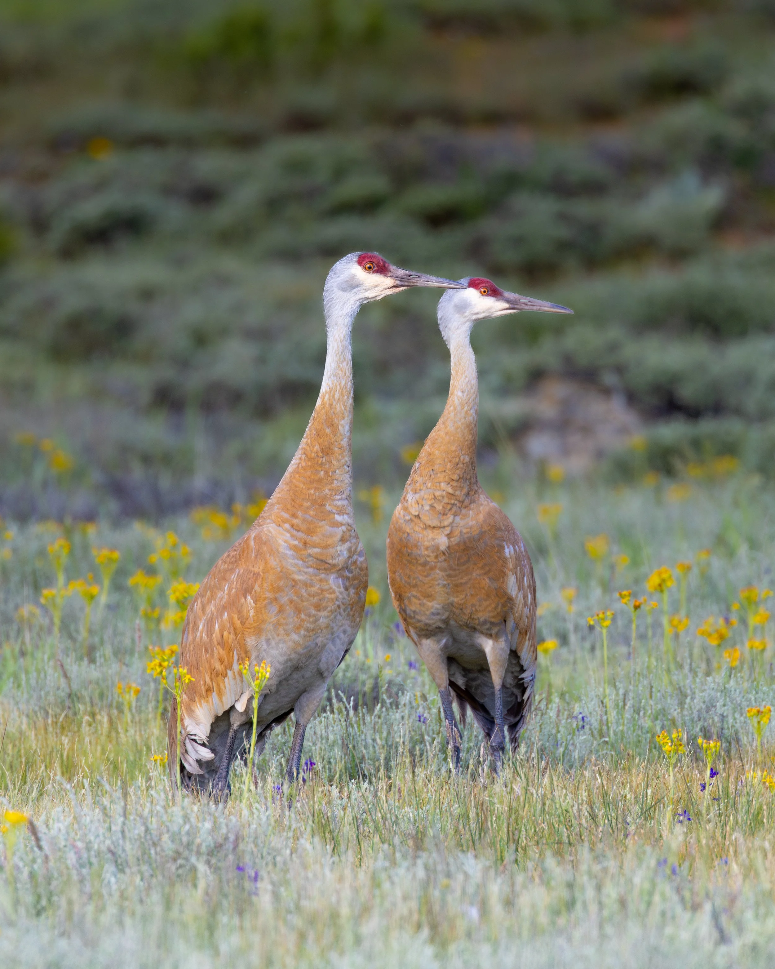 x-sandhill-crane-2-4430.jpg