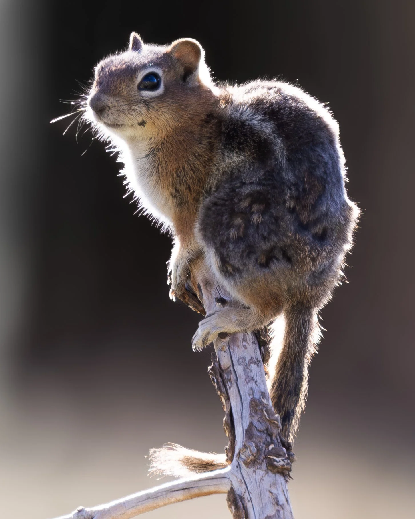 x-chipmunk-branch-6444.jpg