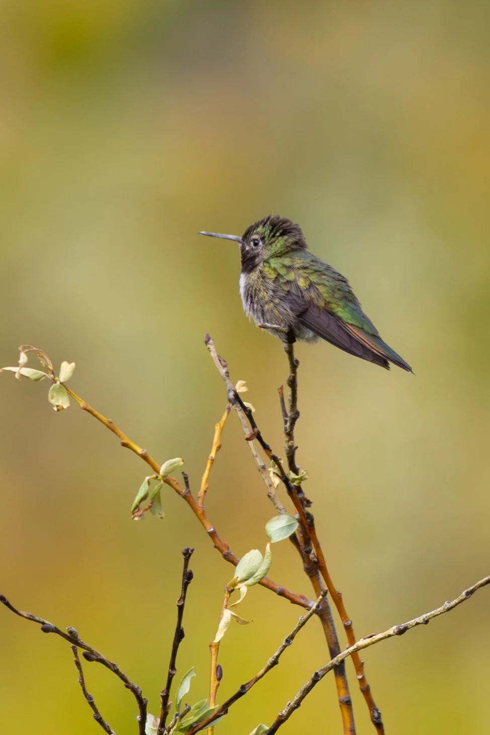 x-hummingbird-9317.jpg