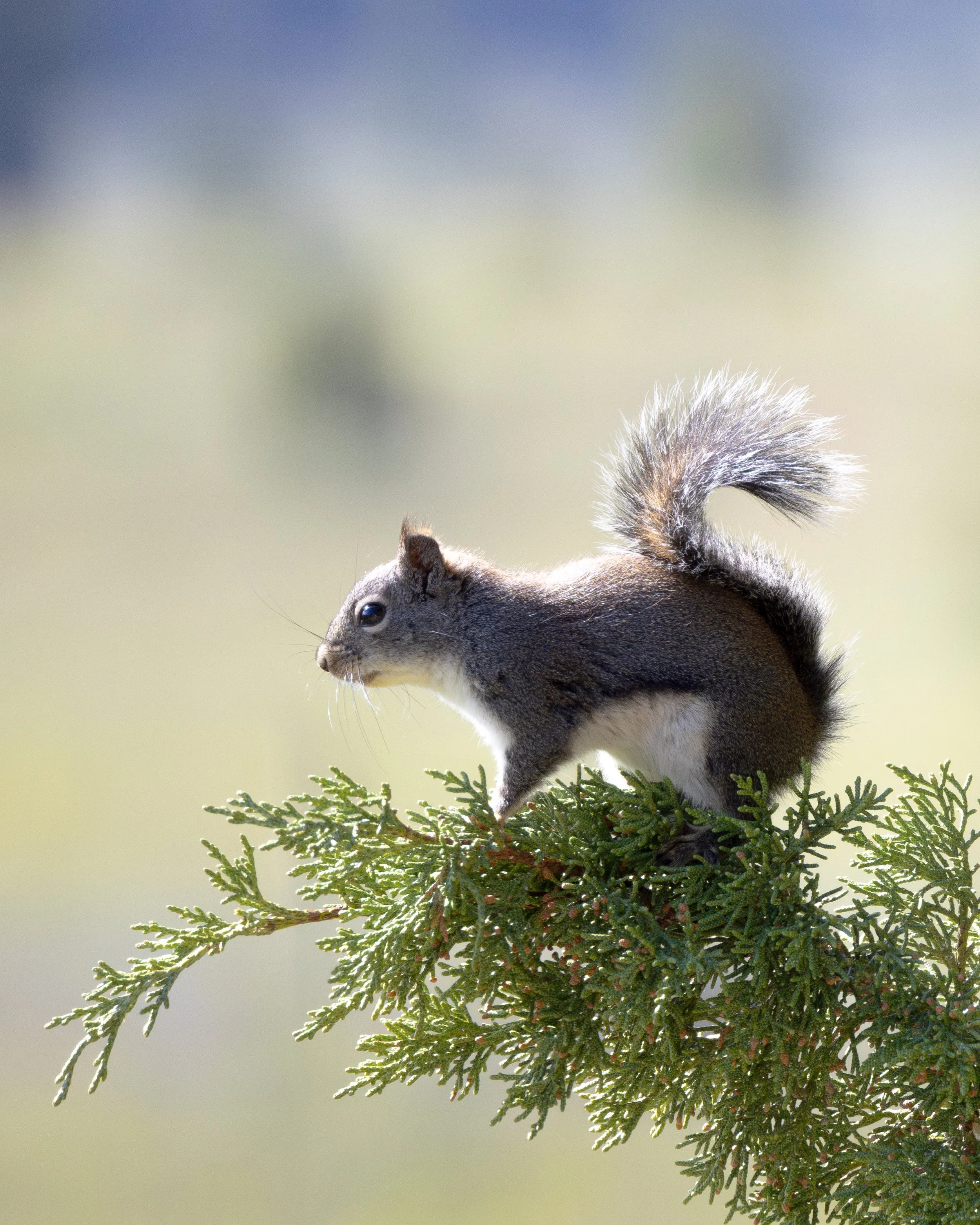 x-baby-squirrel-3252.jpg
