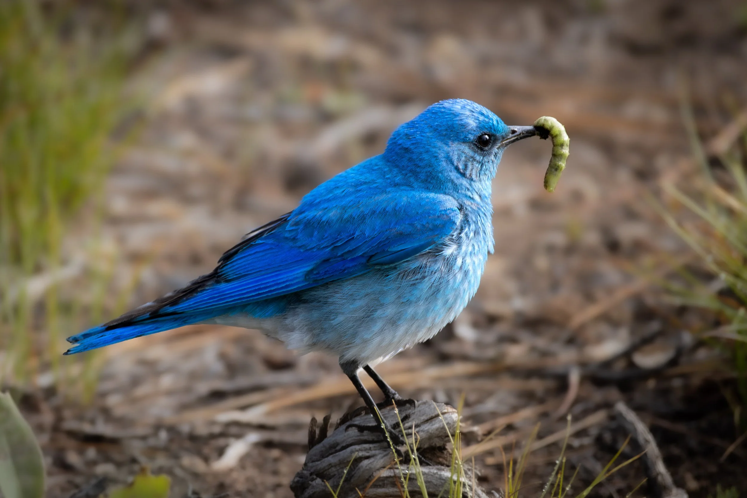 x-blue-bird-bug-5186.jpg