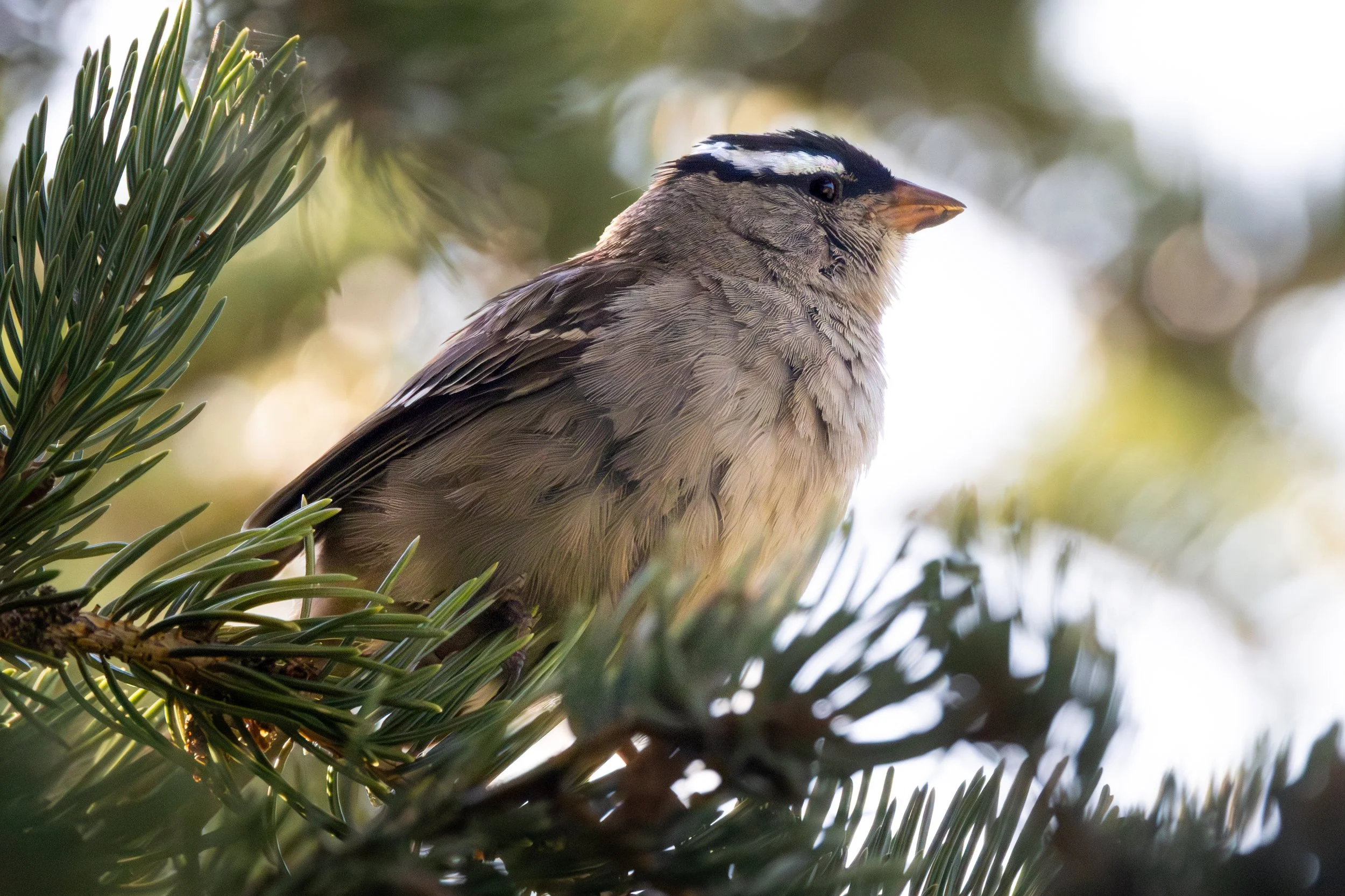 x-white-crowned-sparrow-8185.jpg