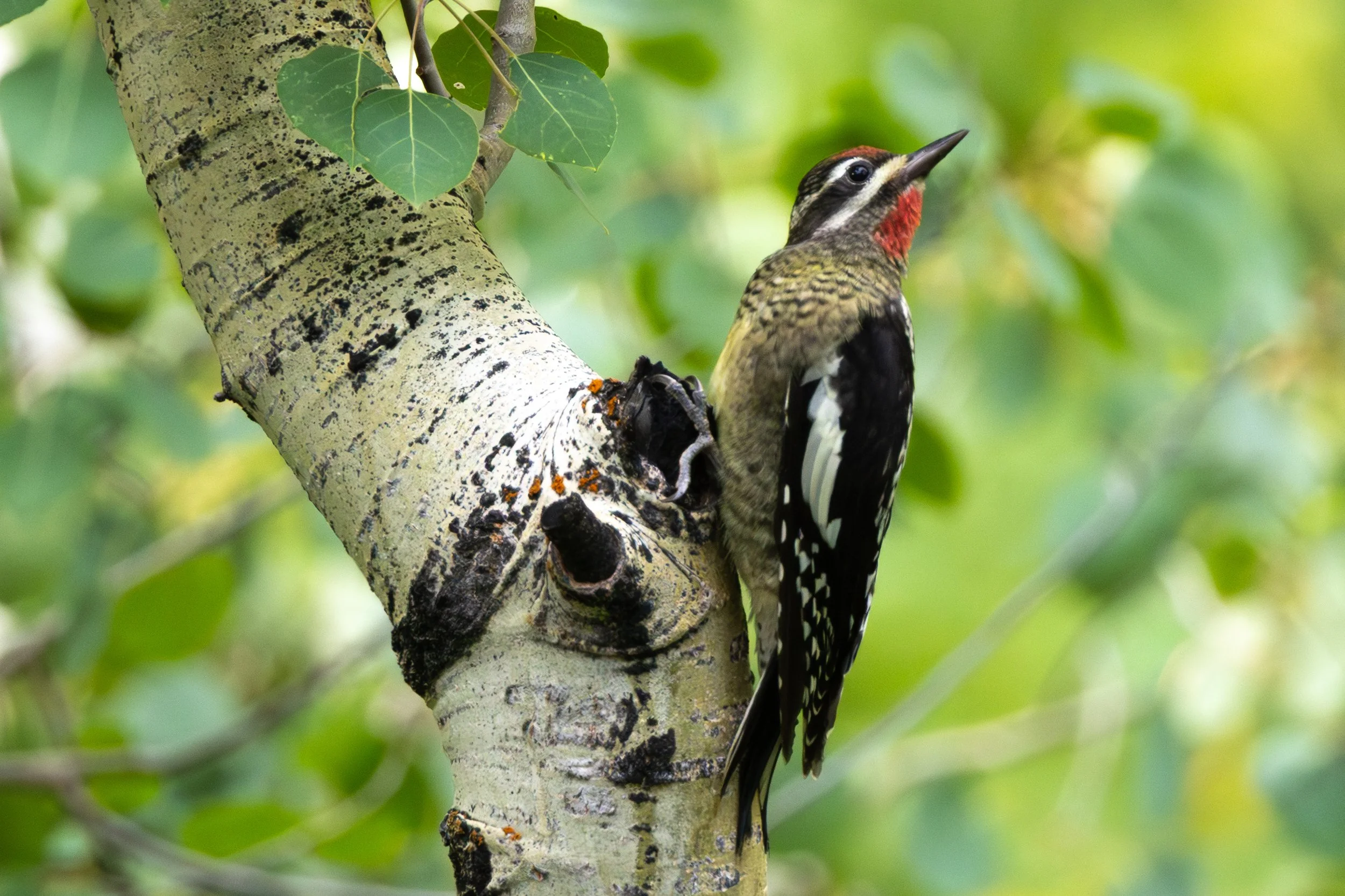x-red-naped-sap-sucker-0274.jpg