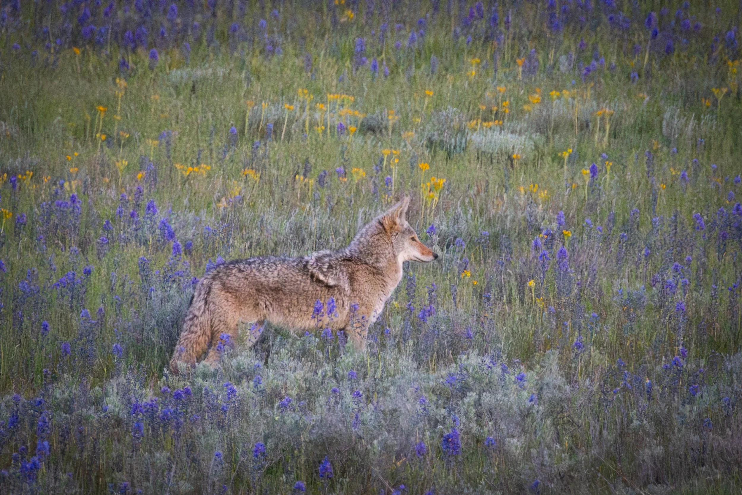x-coyote-1727.jpg
