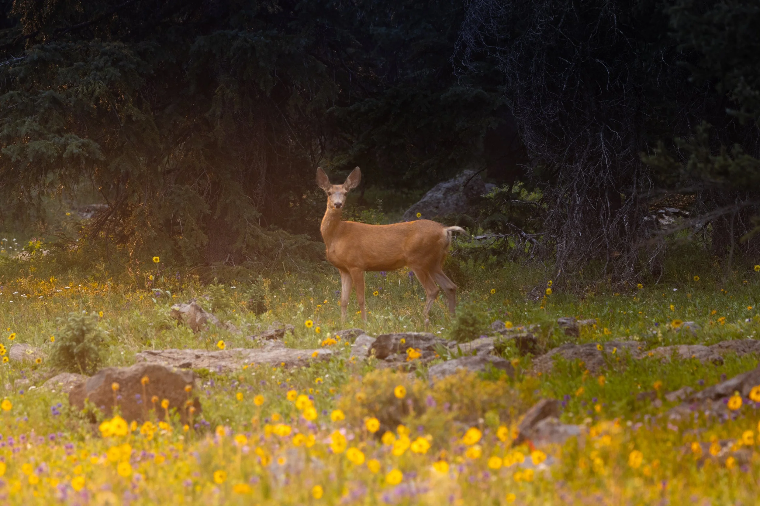 x-golden-doe-3-7721.jpg