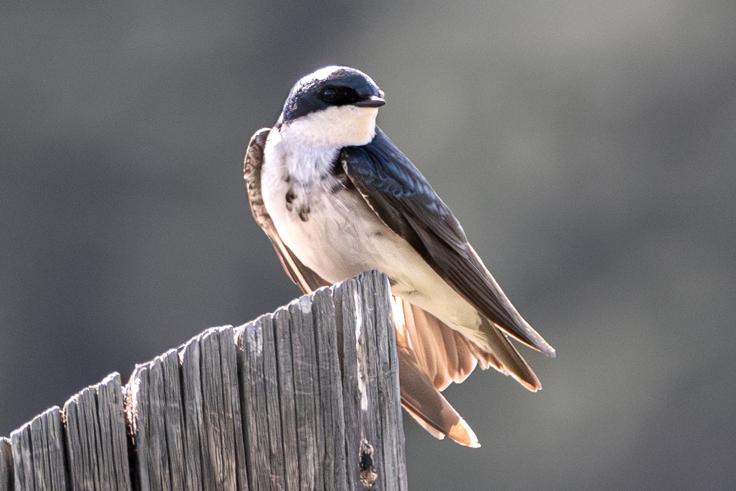 x-tree-swallow-new-2-3893.jpg