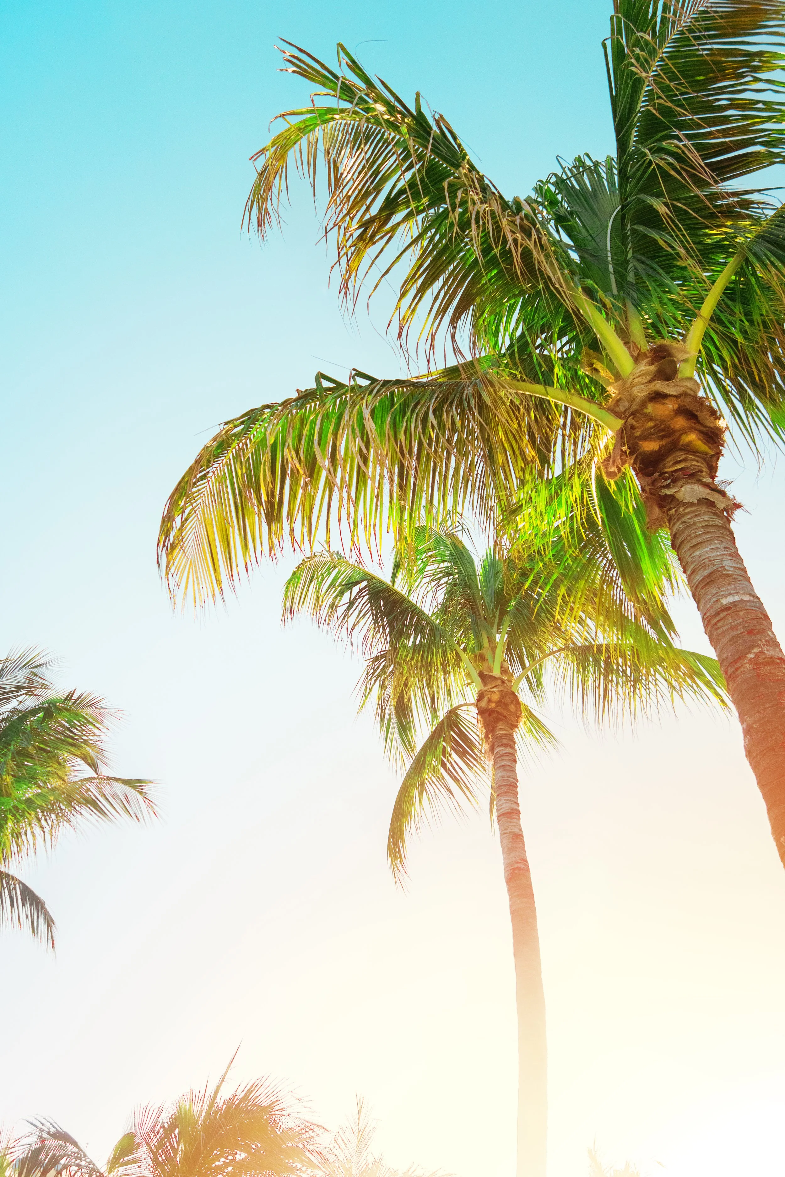 "caribbean" - Miami 2018
