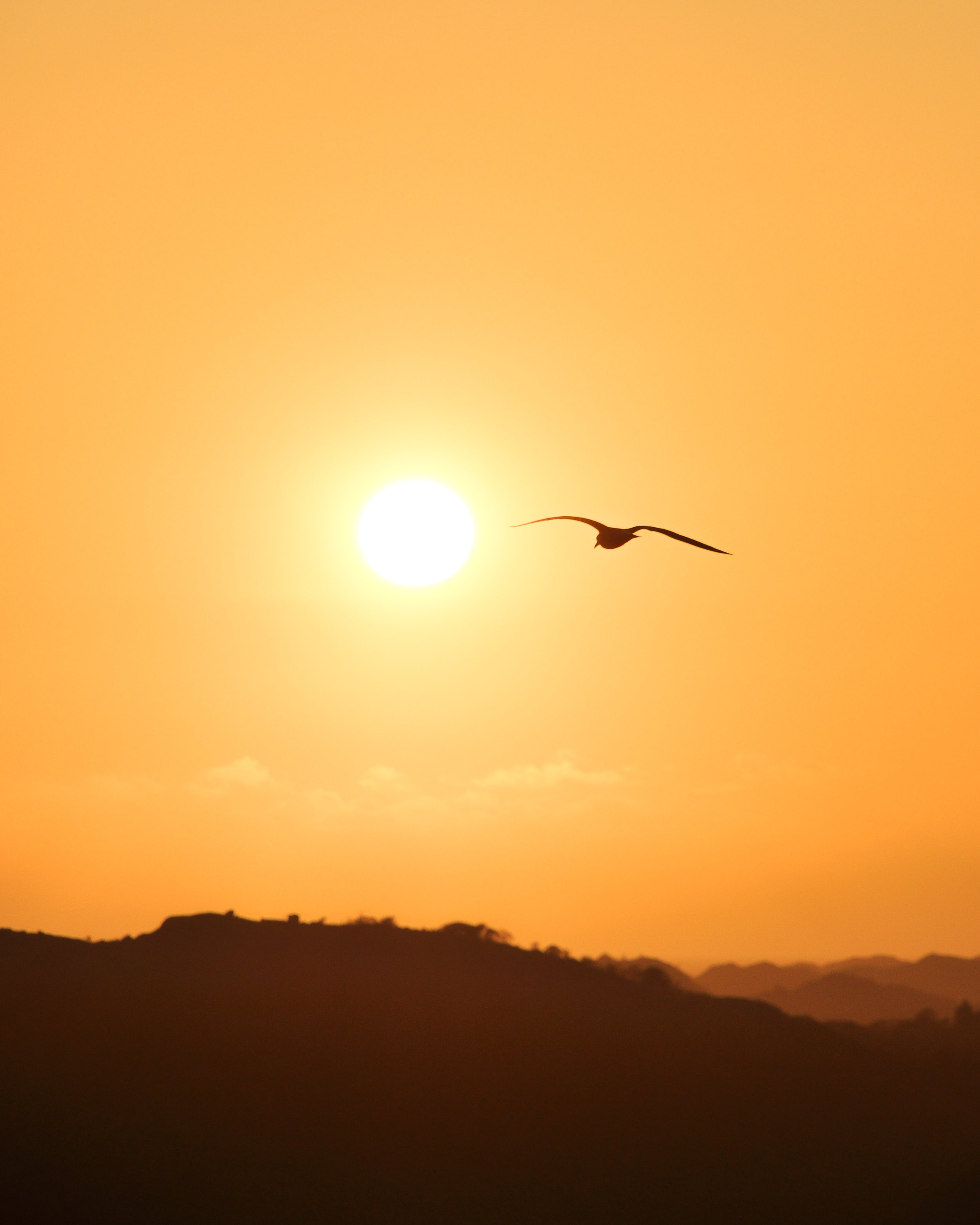 "seagull's sunset" - Egersund 2022