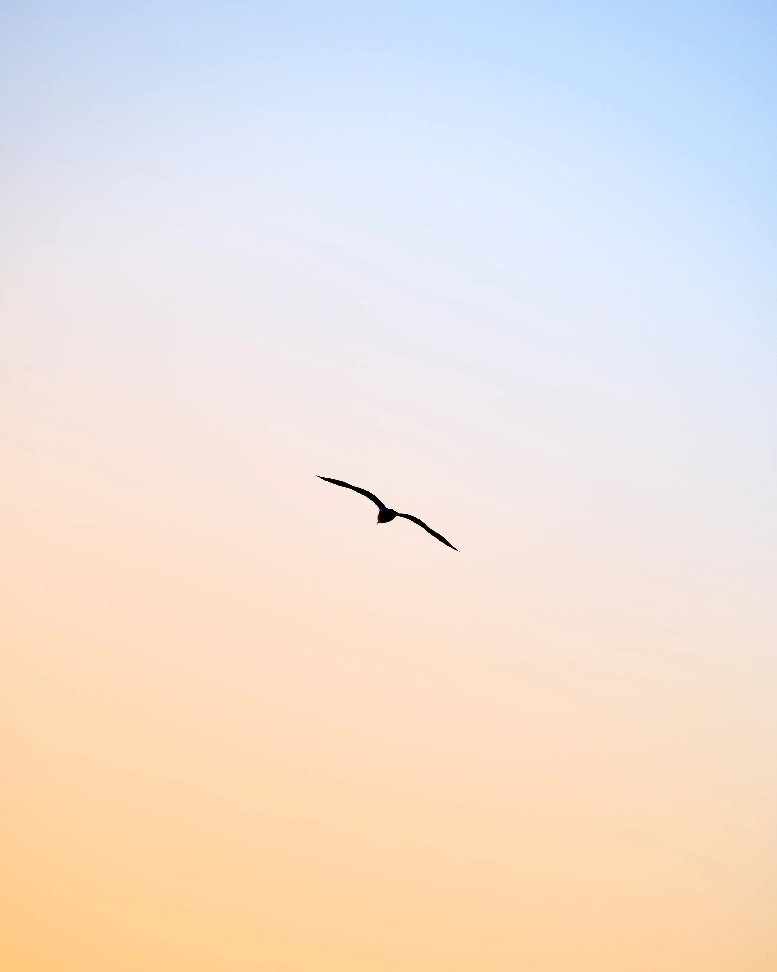 "seagull" - Egersund 2022