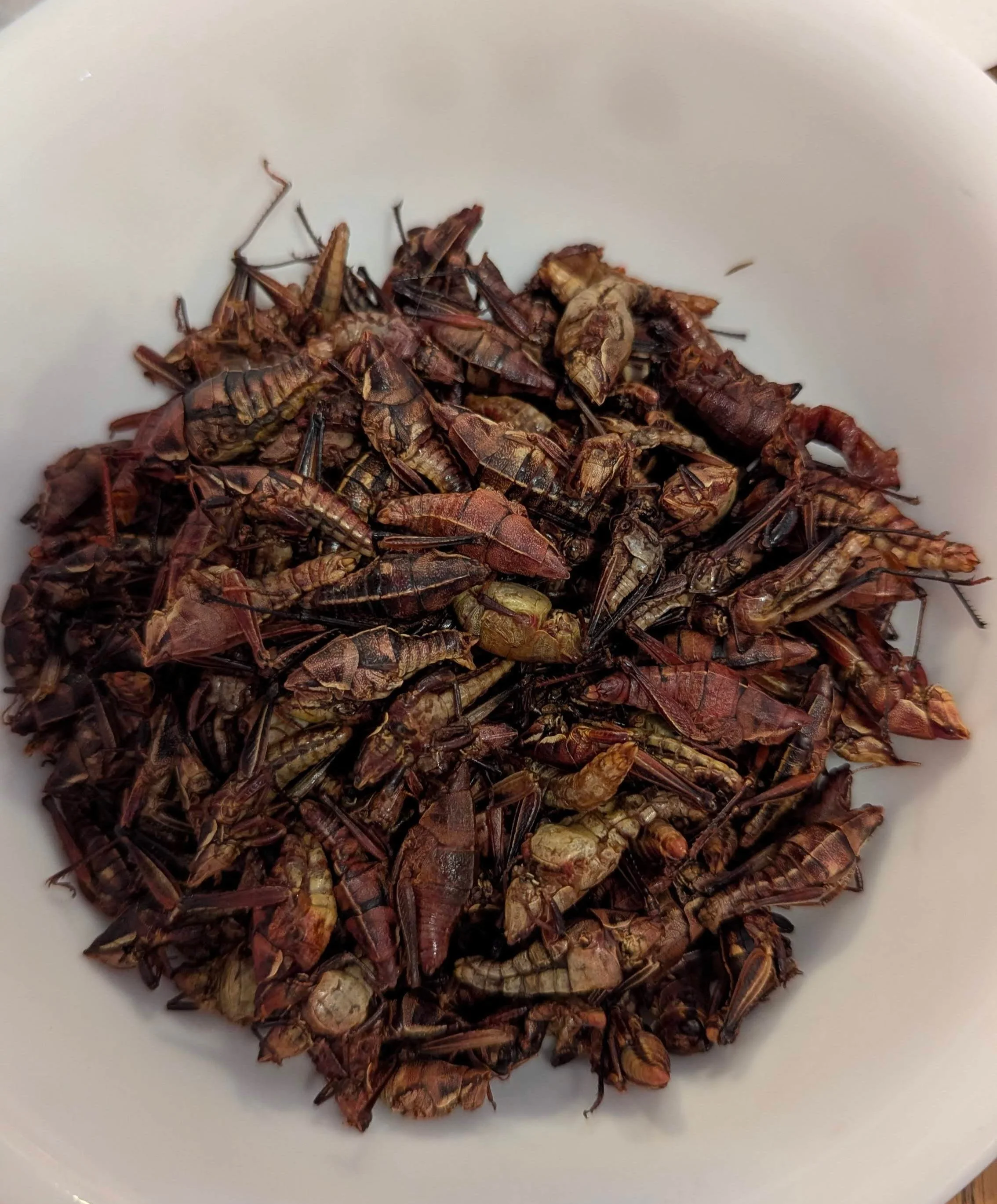 This is a bowl of chapulines which are fried grasshoppers, a delicacy from Oaxaca, Mexico. Thank you Bokenkamps for treating us to such a special meal :-)