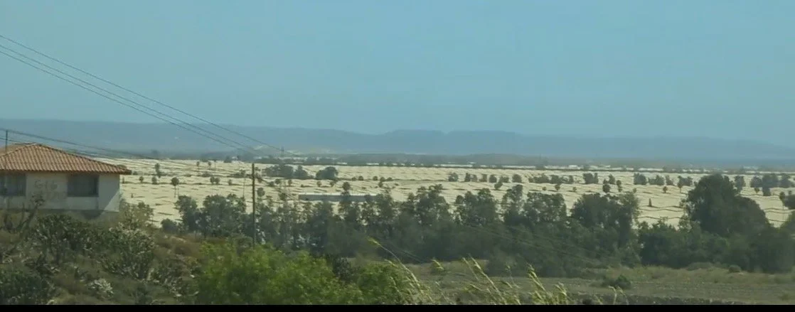 A photo of the San Quintín Valley greenhouses where many of the locals work for companies like Los Pinos and Driscoll’s Inc. The tan objects in the picture are miles and miles of greenhouses where a lot of our fruits and vegetables are grown. They ha