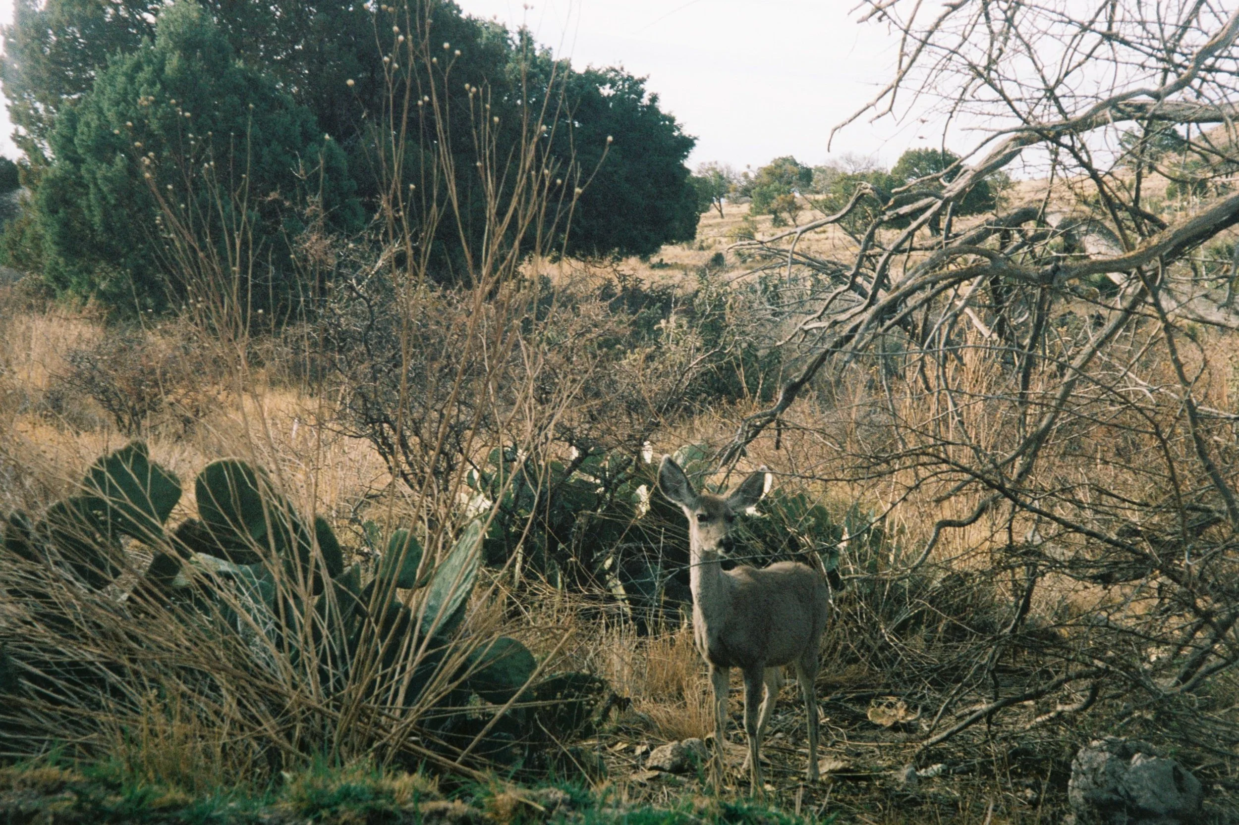 Mule Deer (2021)
Guadalupe Mountains National Park, TX