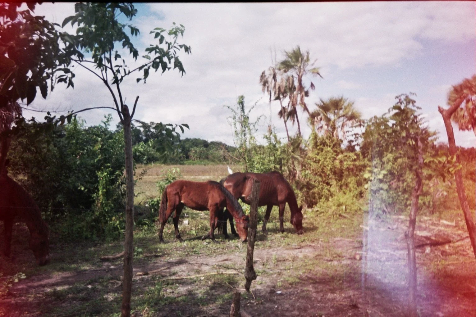 Island Horses (2017)
Belize