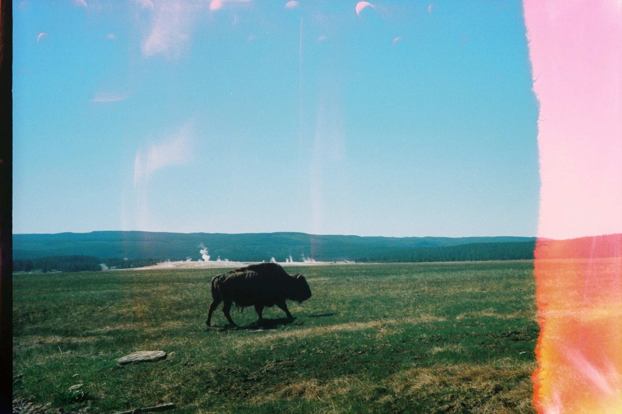 An Earnest Attempt at Life (2021)
Yellowstone National Park, WY