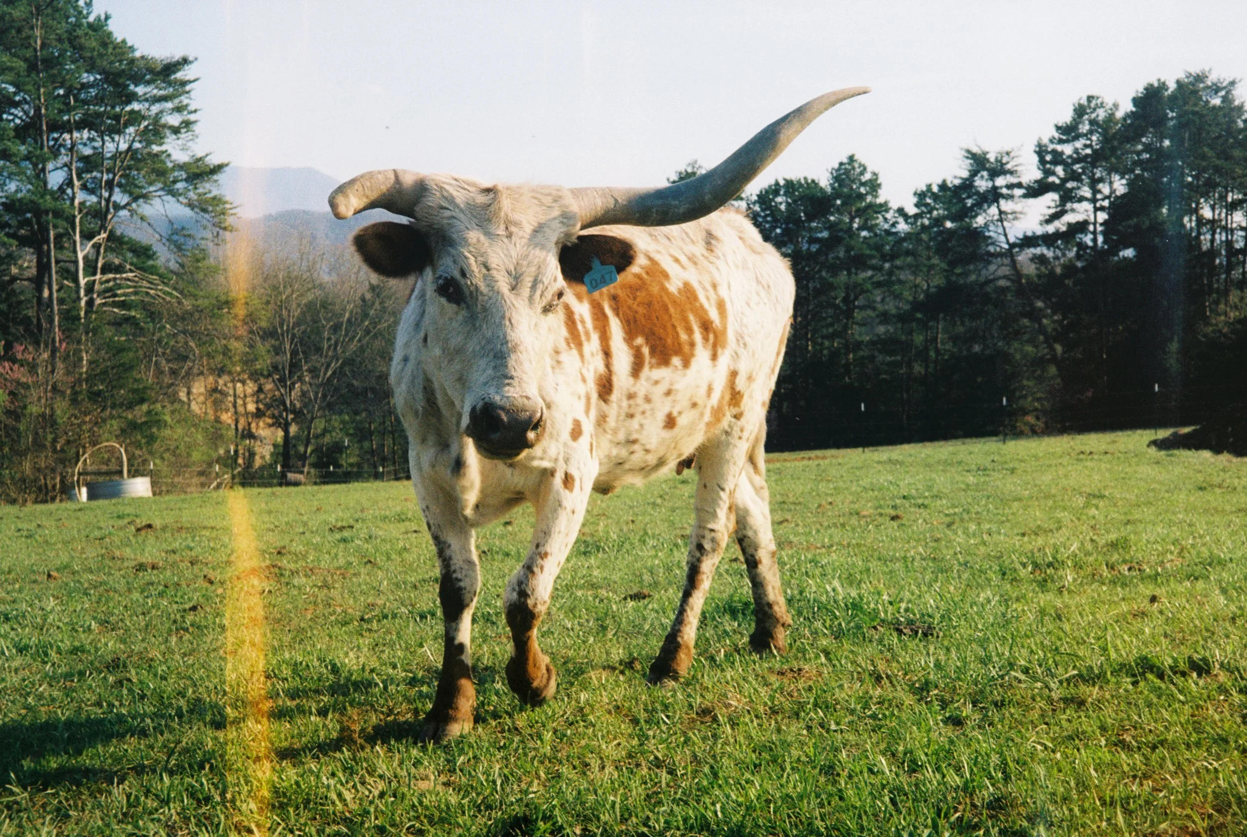 Beulah (2021)
Pigeon Forge, TN