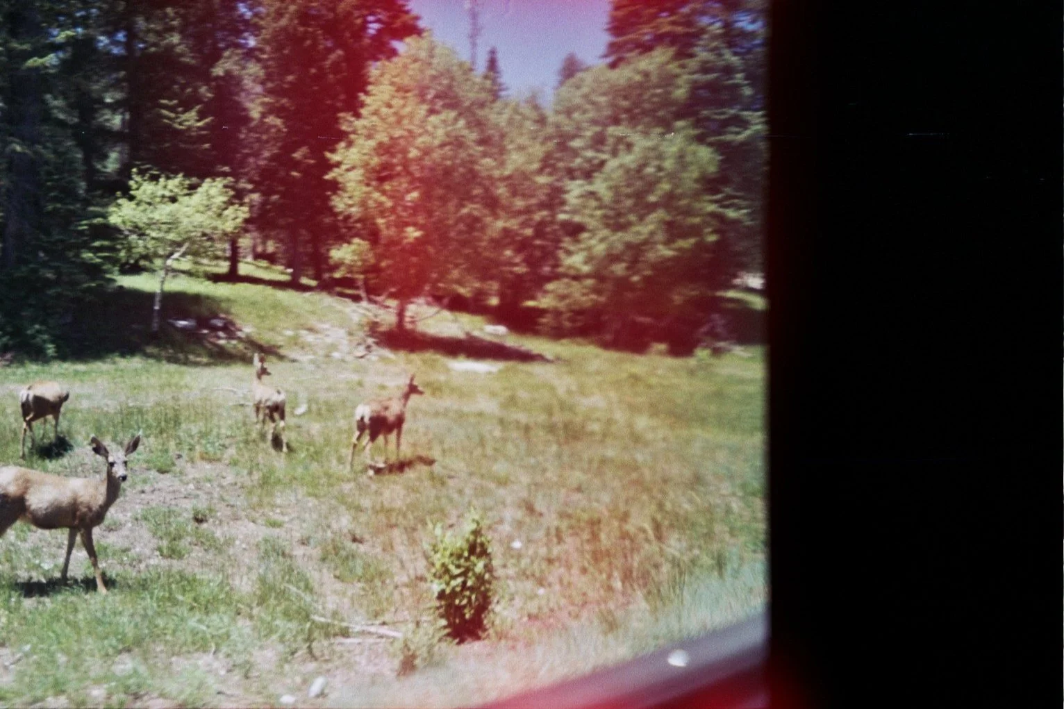 New Mexico Deer (2017)
New Mexico