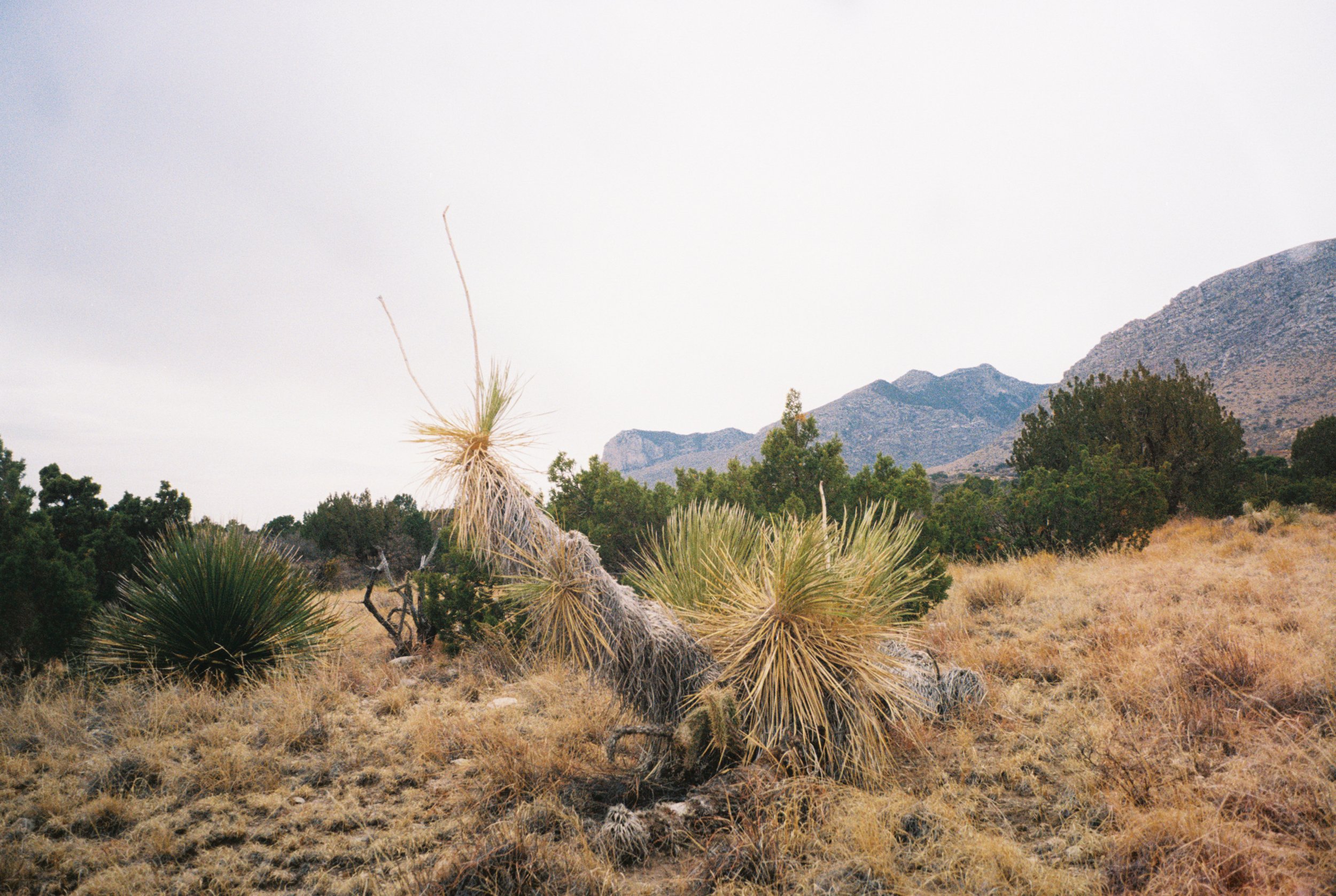 Texas Mountainscape (2021)
Guadalupe Mountains National Park, TX