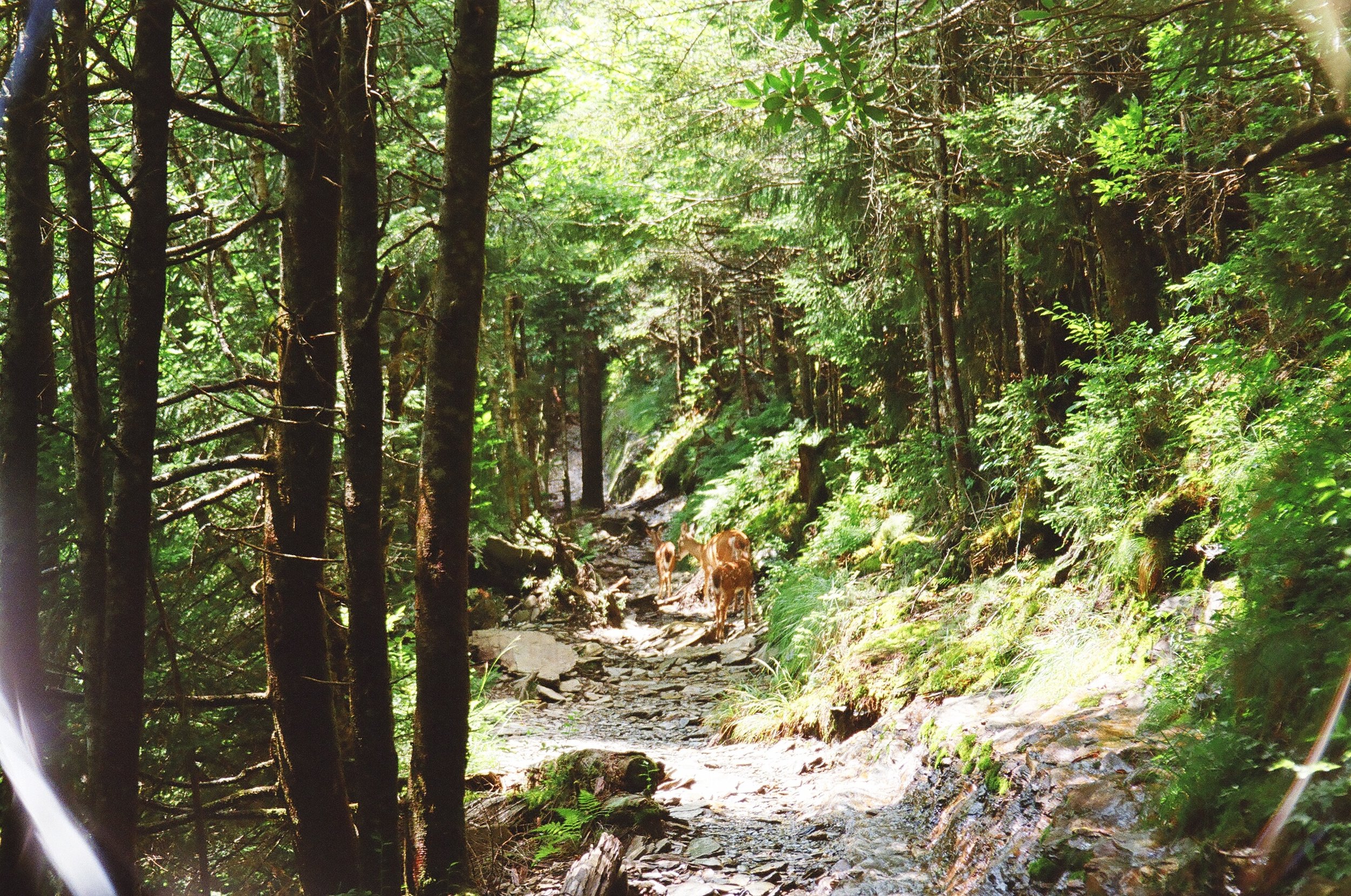 Family (2021)
Great Smoky Mountains National Park, TN